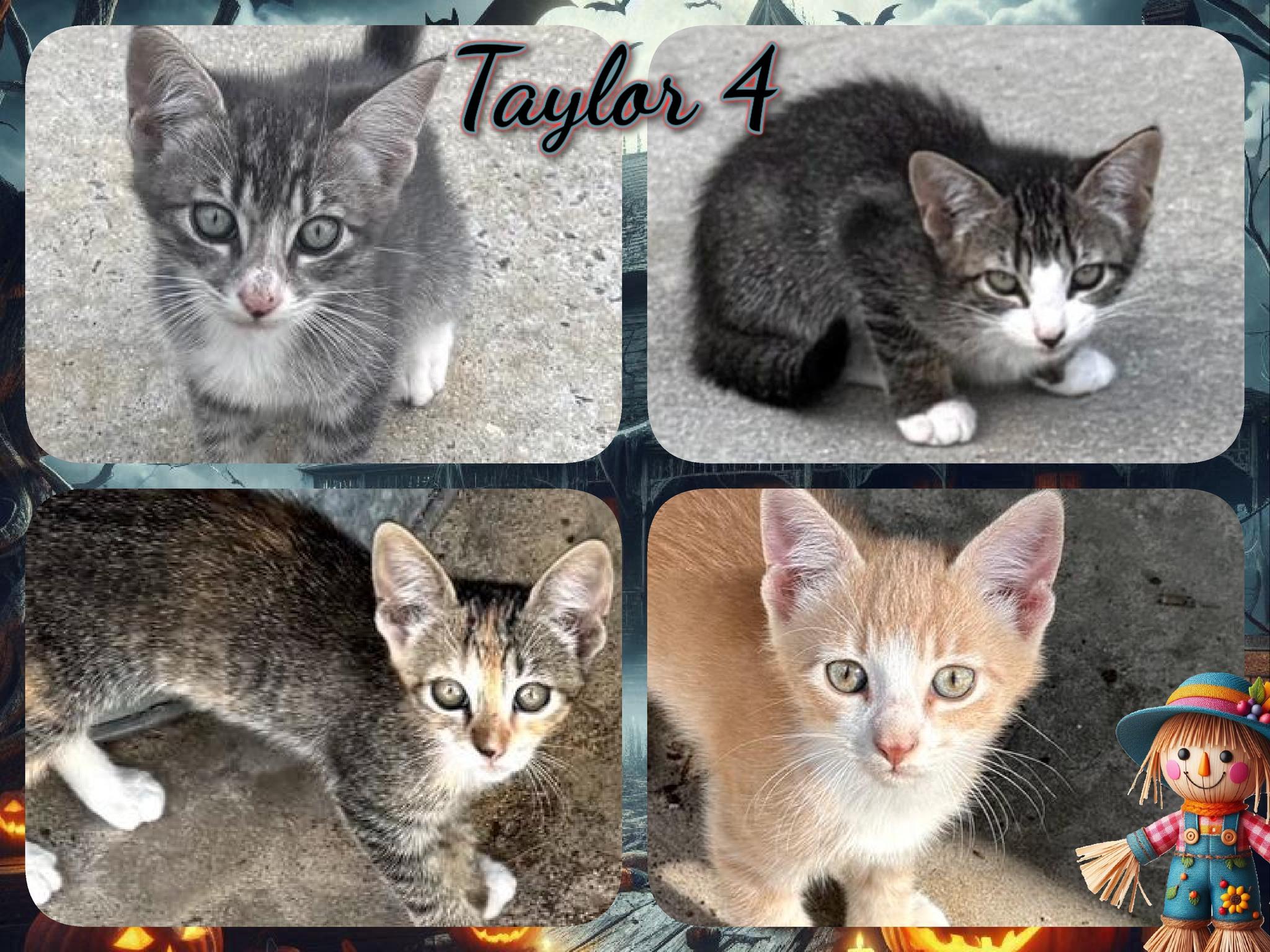 Enlarge Taylor 4, a Adoptable Domestic Short Hair in Corinth, NY image 1/1