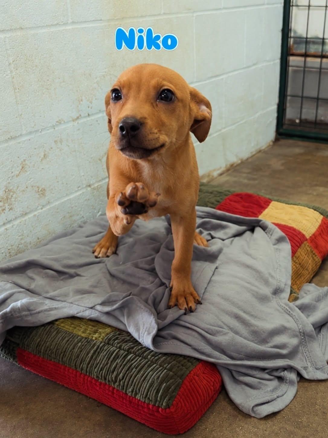 Enlarge Niko, an adopted Mixed Breed in Rock Hill, NY image 1/1