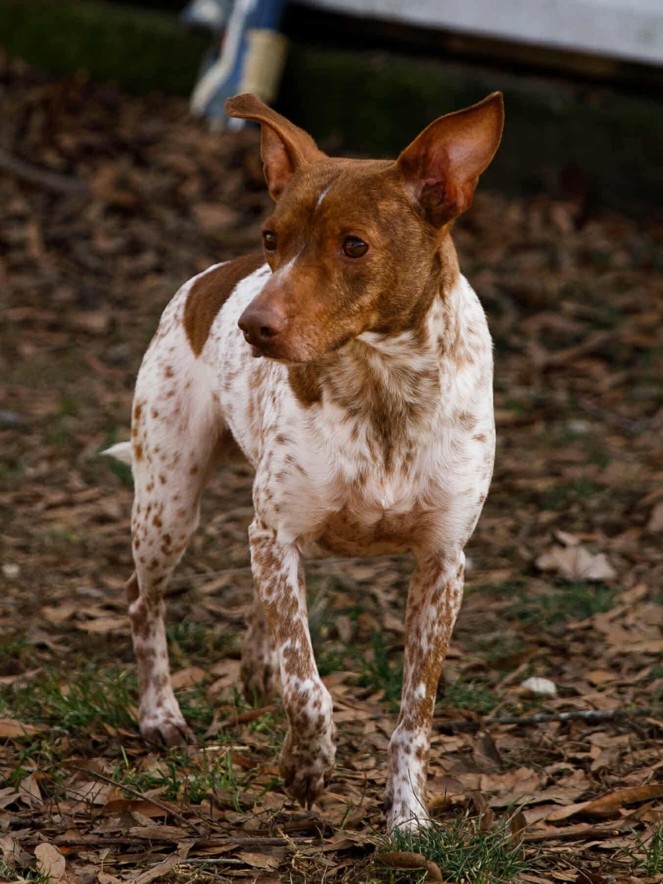 Enlarge Jupiter, a Adoptable mixed breed in Richmond, KY image 1/3