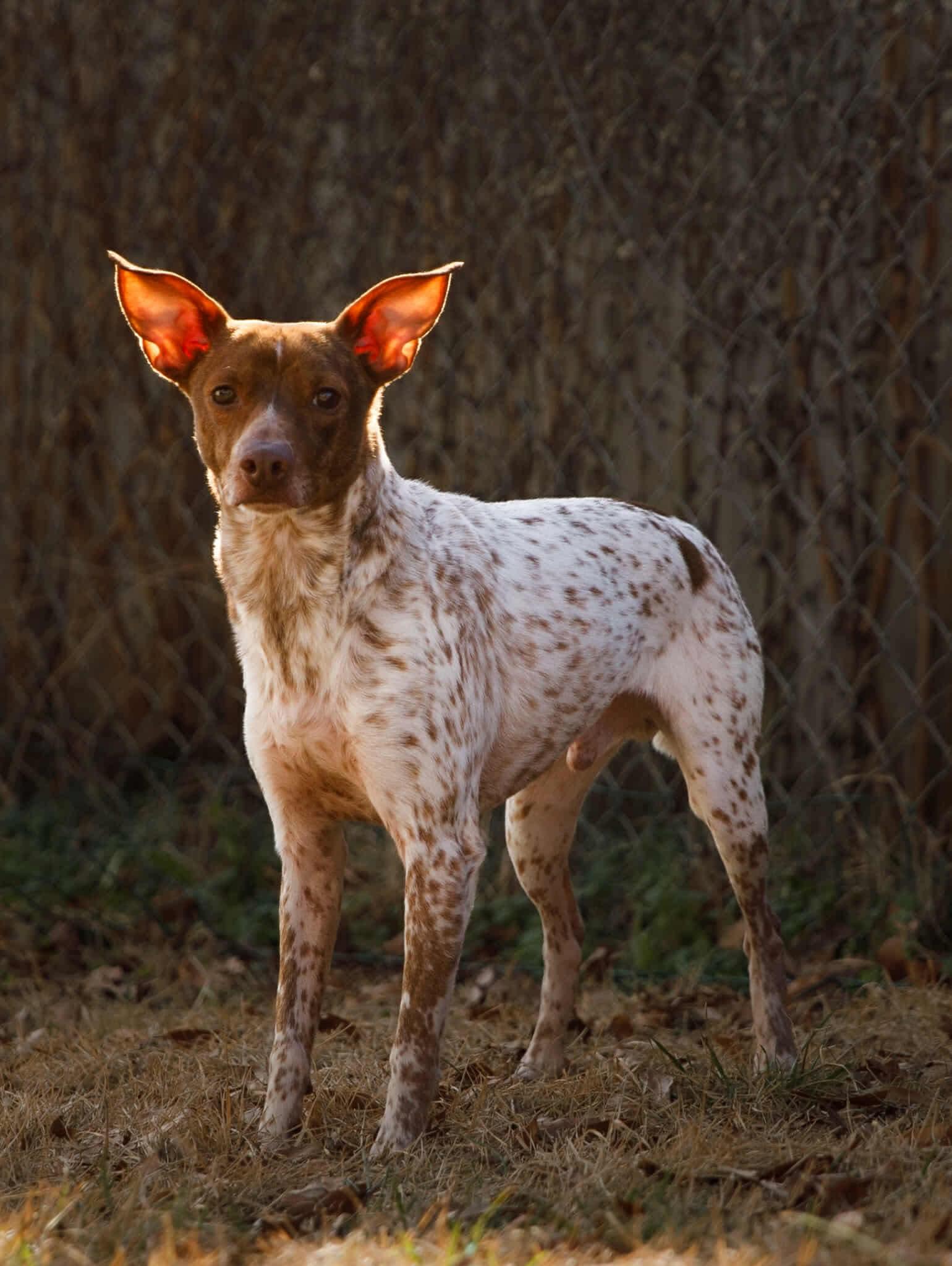Enlarge Jupiter, a Adoptable mixed breed in Richmond, KY image 2/3