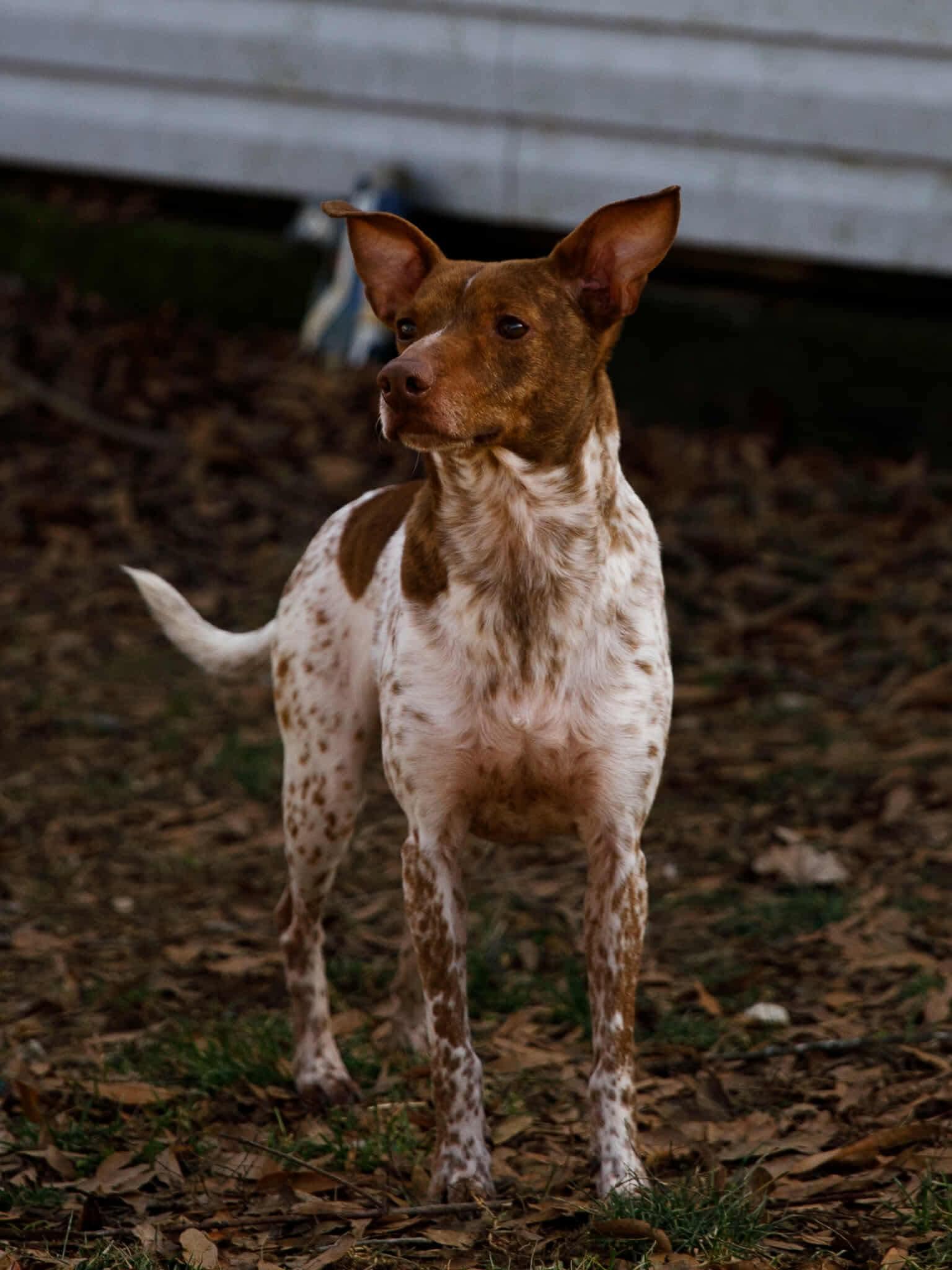 Enlarge Jupiter, a Adoptable mixed breed in Richmond, KY image 3/3