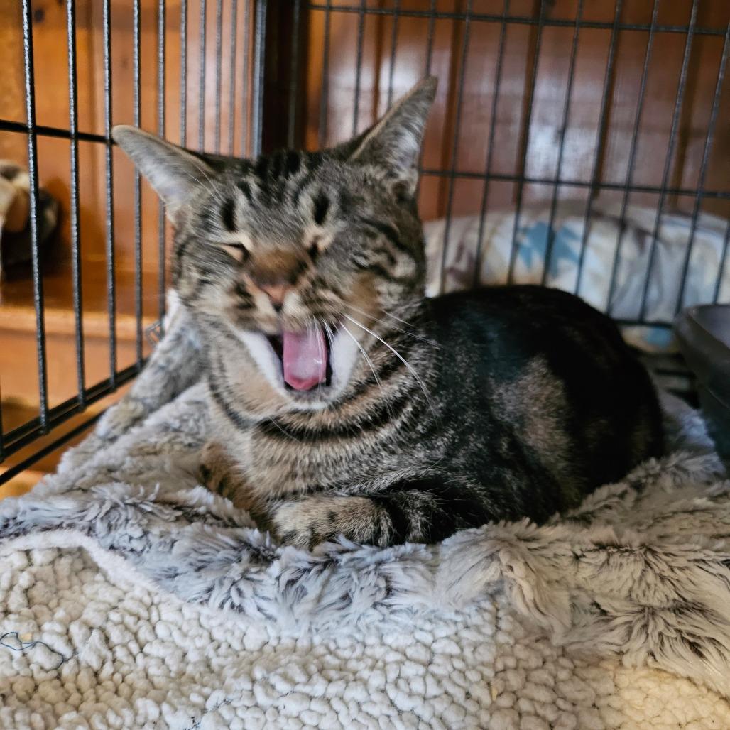 Ali Cat, Adoptable, Adult Female Domestic Short Hair.