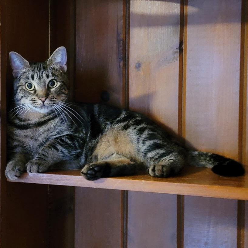 Enlarge Ali Cat, a Adoptable Domestic Short Hair in Middletown, NY image 2/6