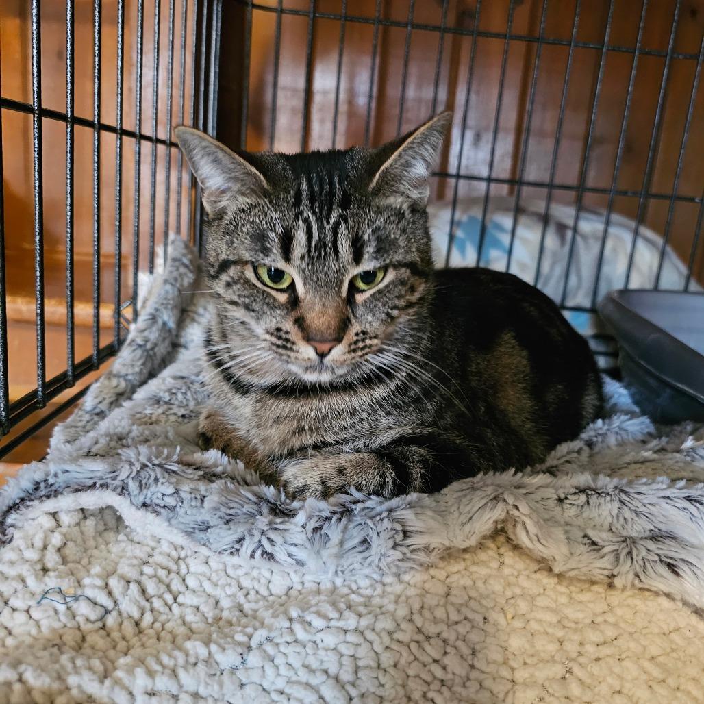Enlarge Ali Cat, a Adoptable Domestic Short Hair in Middletown, NY image 3/6