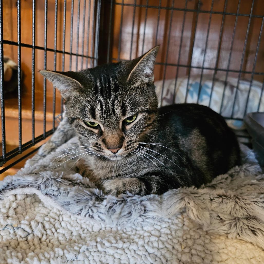 Enlarge Ali Cat, a Adoptable Domestic Short Hair in Middletown, NY image 4/6