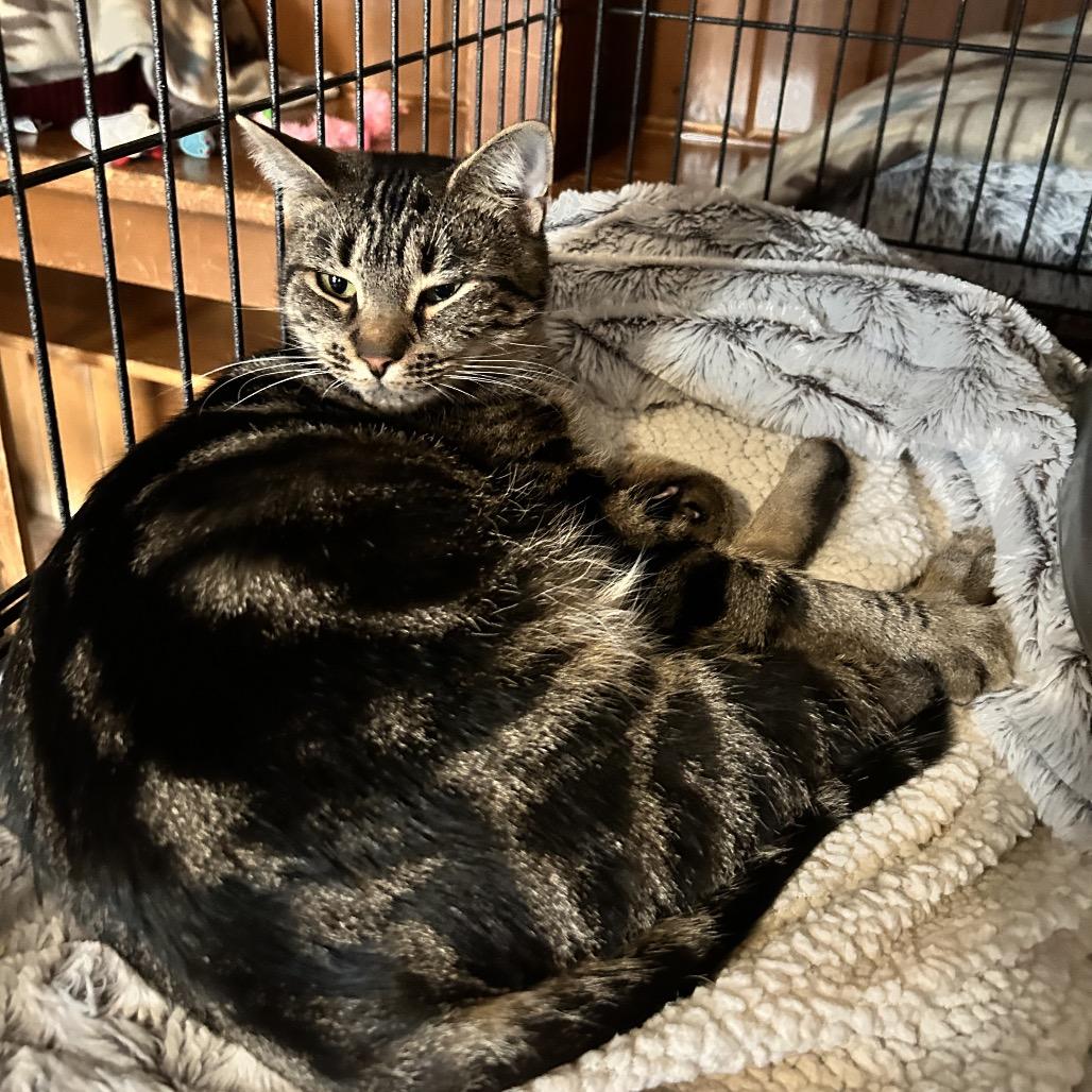 Enlarge Ali Cat, a Adoptable Domestic Short Hair in Middletown, NY image 5/6