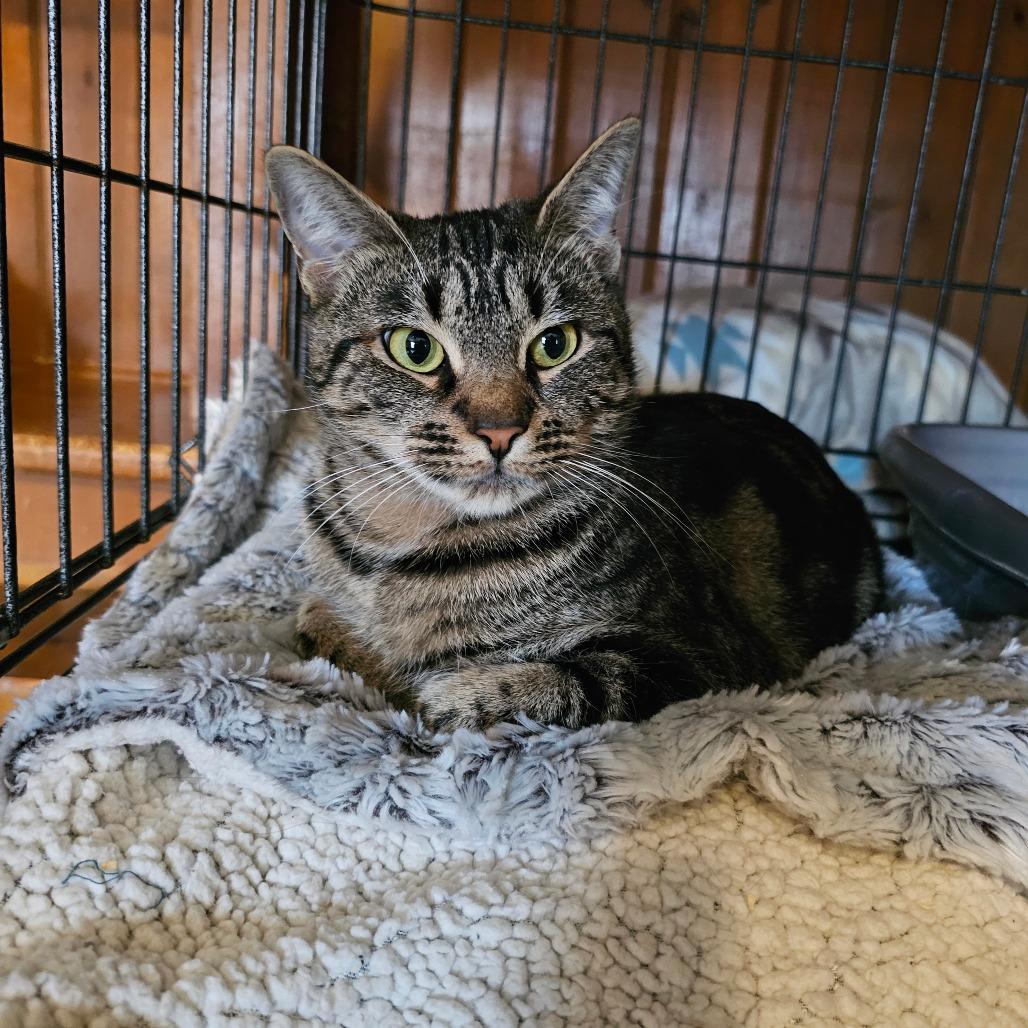 Enlarge Ali Cat, a Adoptable Domestic Short Hair in Middletown, NY image 6/6