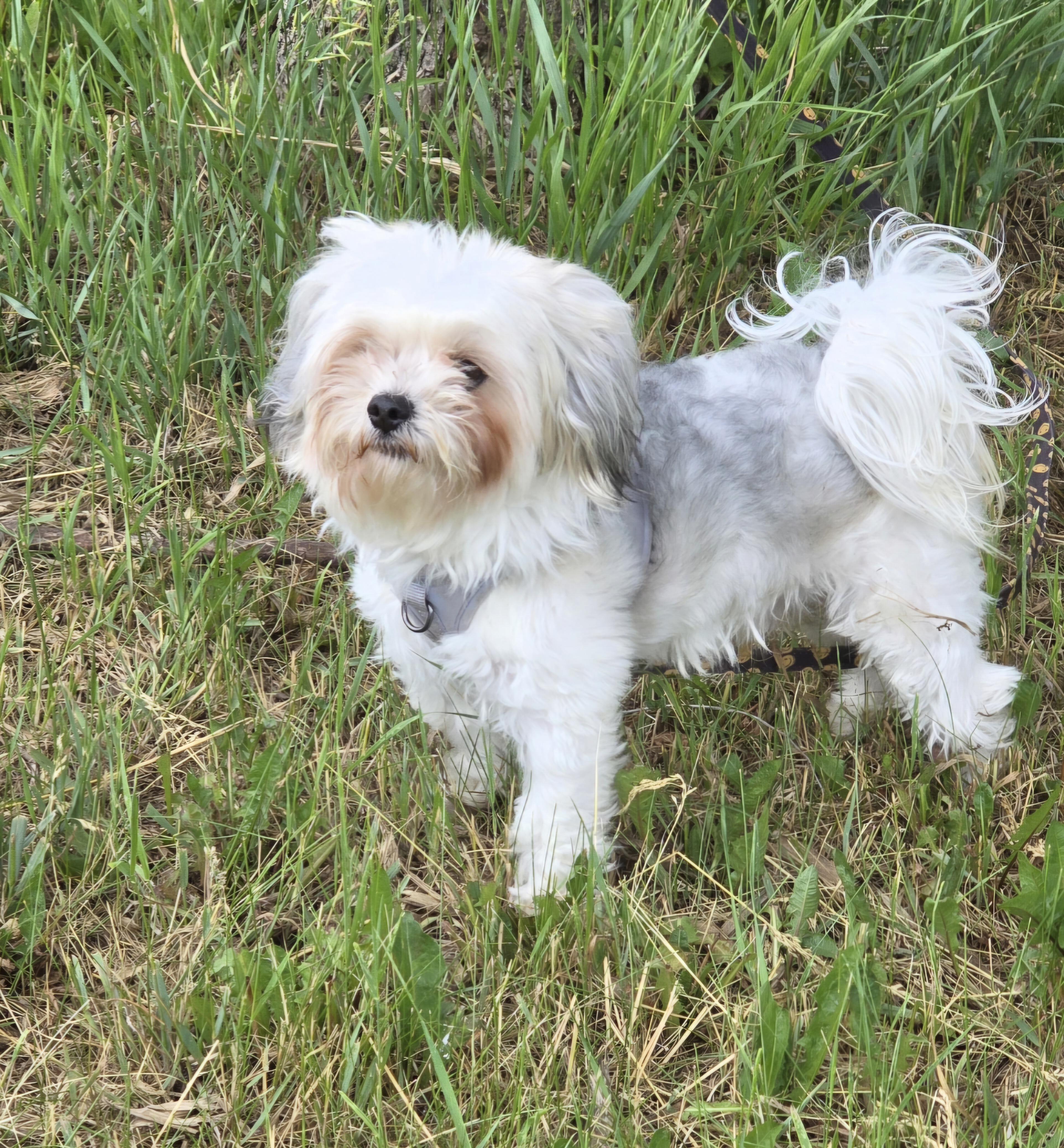 Llama-Adopted, ADOPTABLE, Adult Male Maltese.