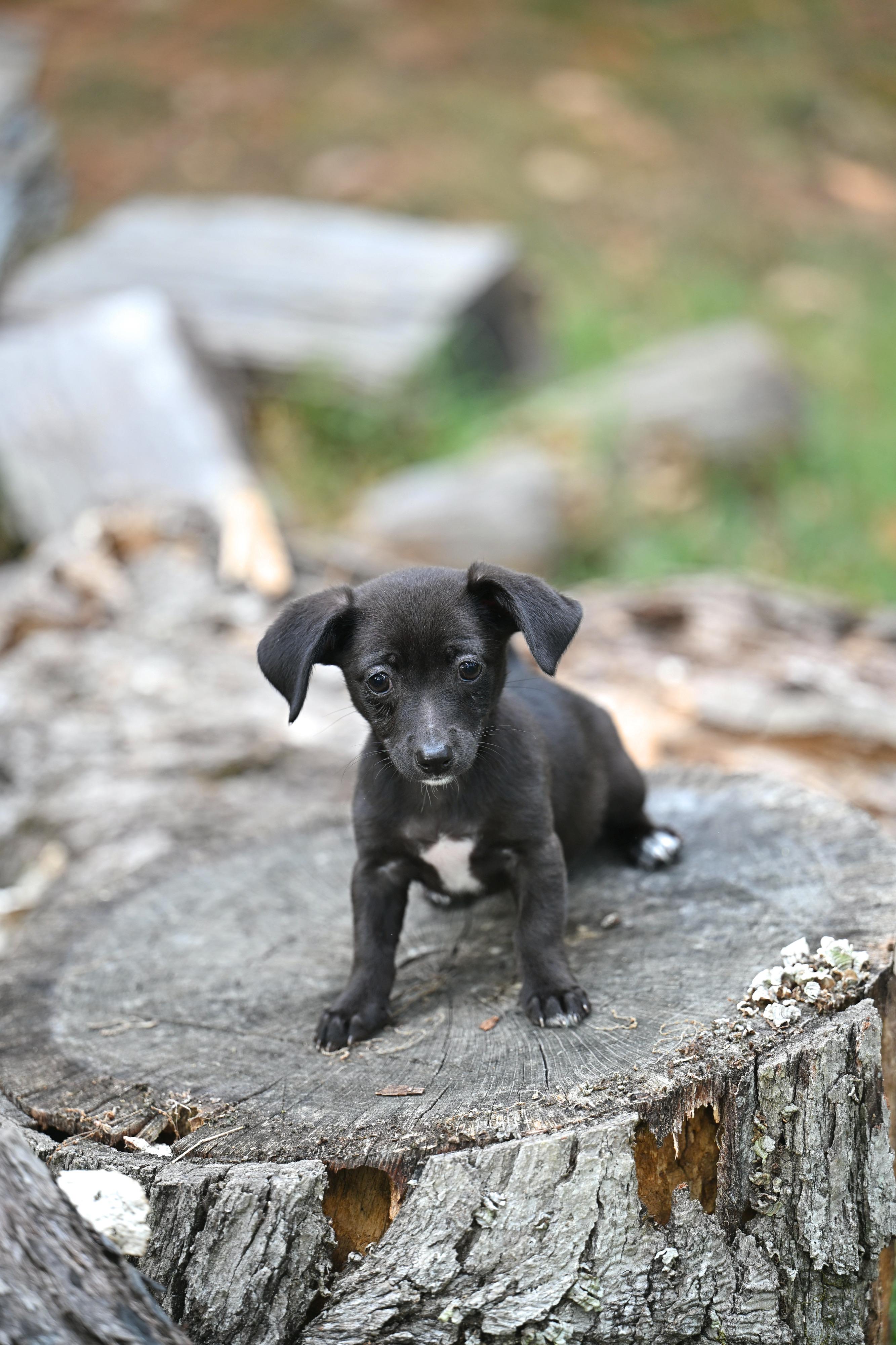 June Bug, Adoptable, Puppy Female Dachshund & Rat Terrier.