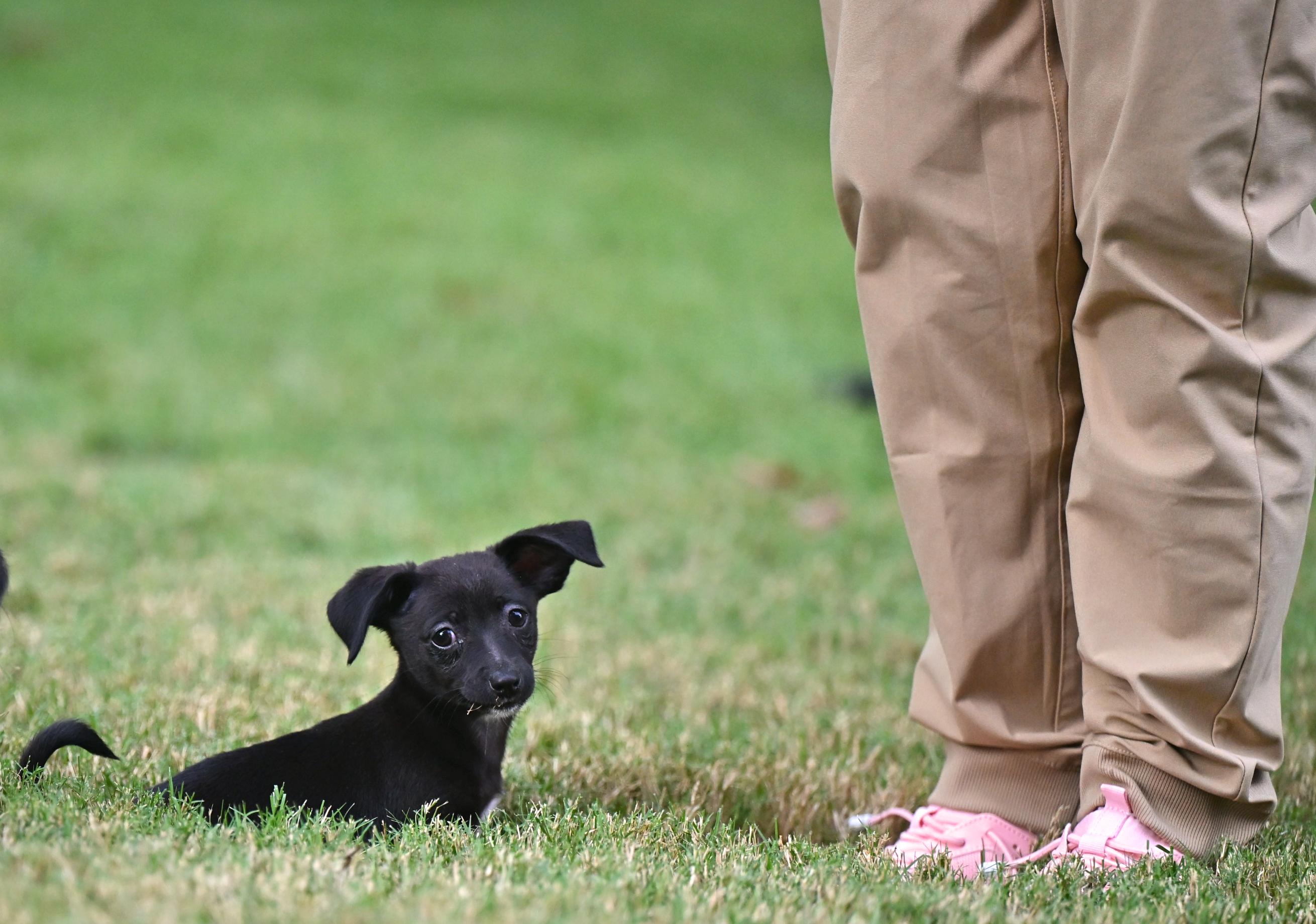 Enlarge June Bug, a Adoptable mixed breed in Acton, MA image 2/4