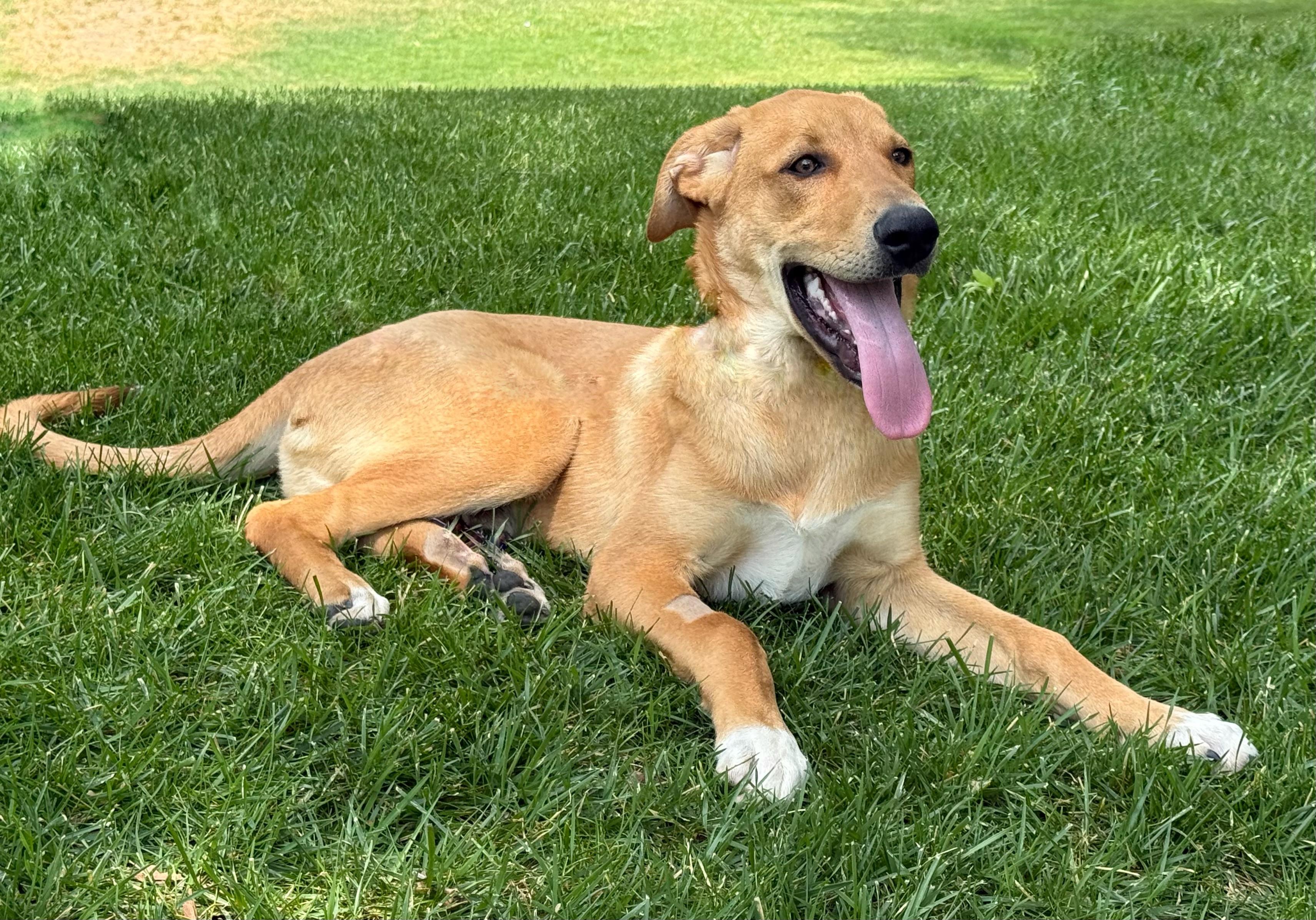 Beckett, Adoptable, Puppy Male Great Pyrenees & Labrador Retriever.