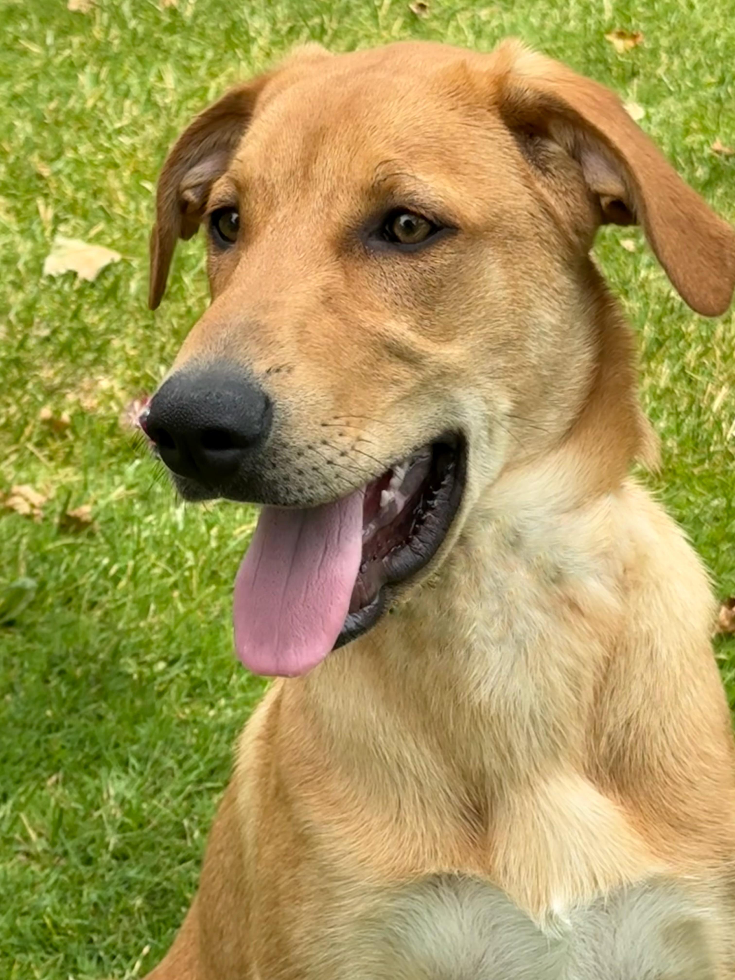Beckett, a Adoptable mixed breed in Twin Falls, ID image 2/5