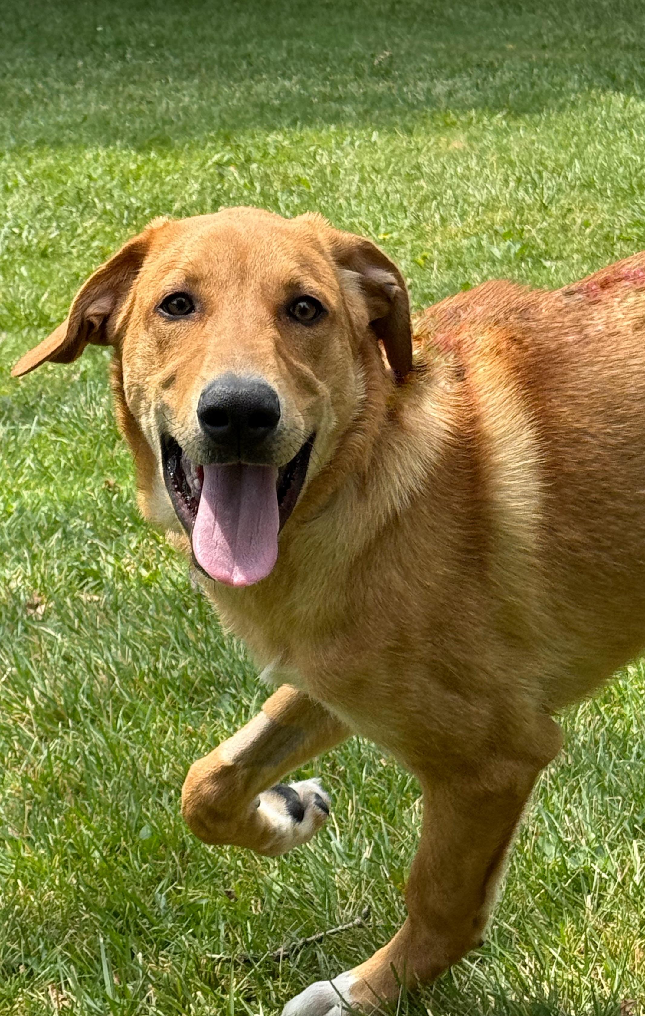 Beckett, a Adoptable mixed breed in Twin Falls, ID image 3/5