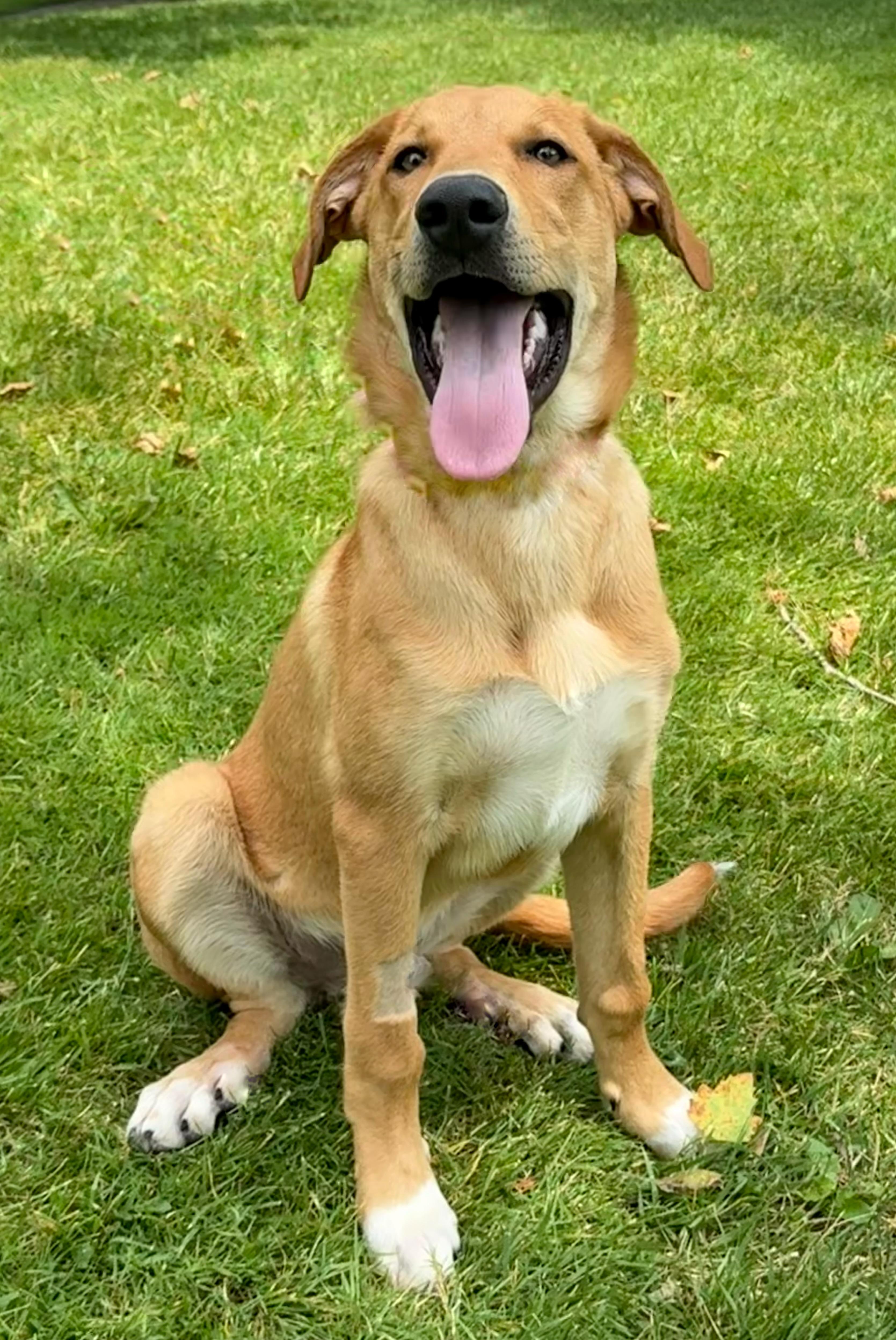 Beckett, a Adoptable mixed breed in Twin Falls, ID image 4/5