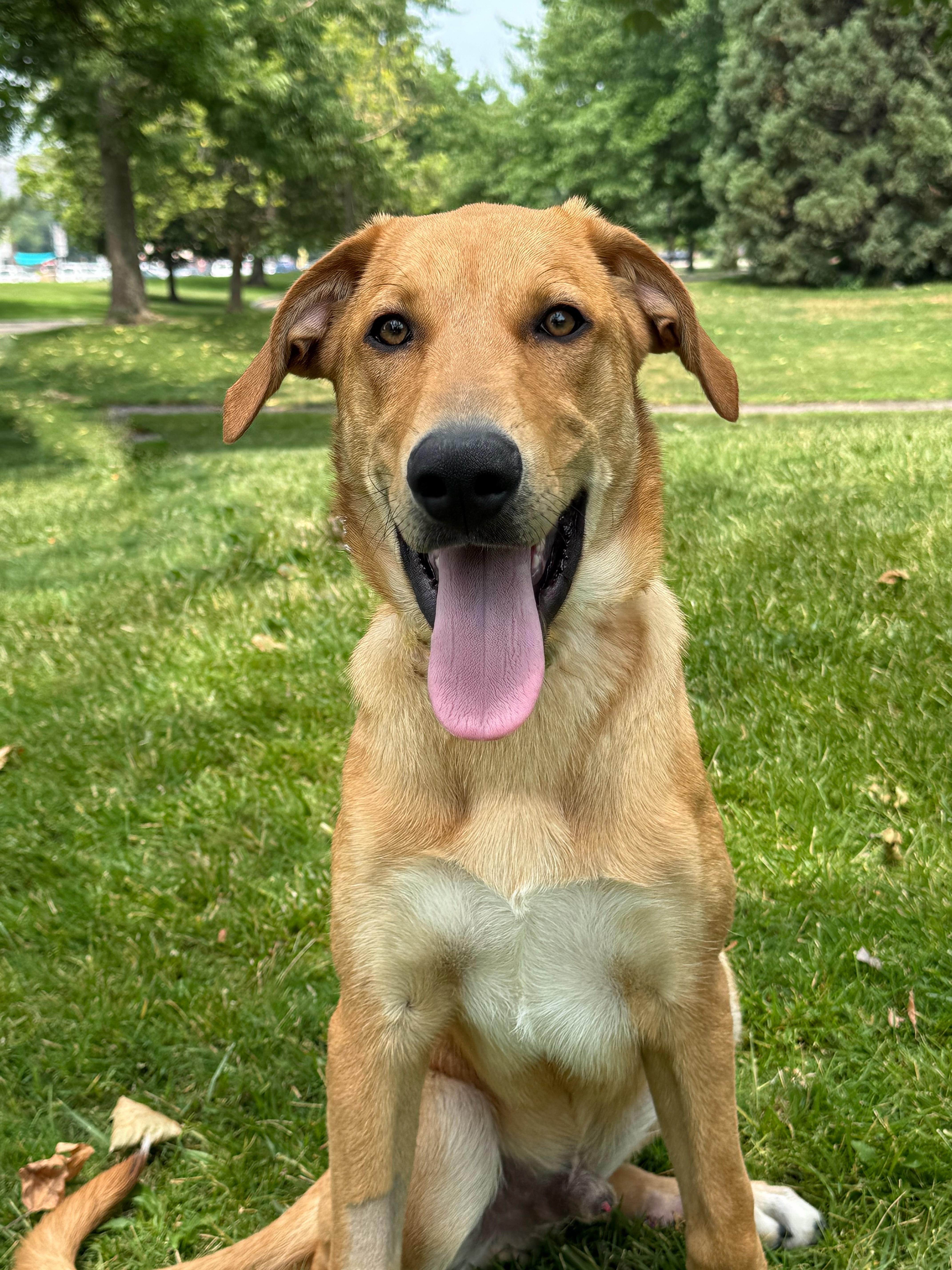 Beckett, a Adoptable mixed breed in Twin Falls, ID image 5/5