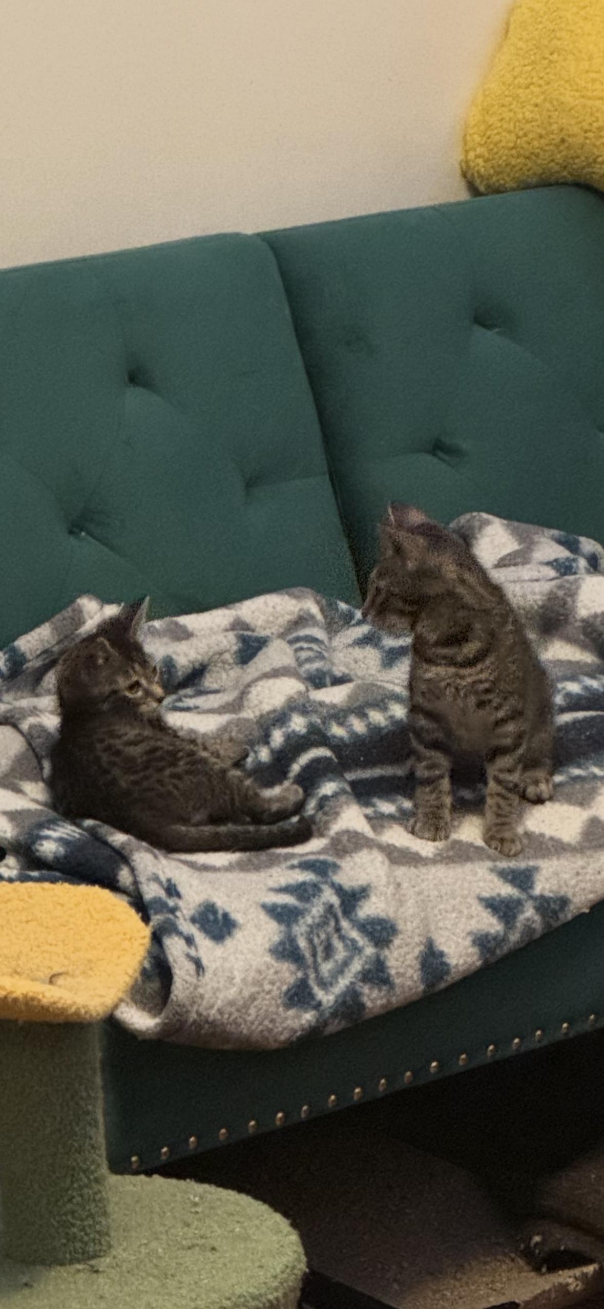 June, Adoptable, Kitten Female Domestic Short Hair.