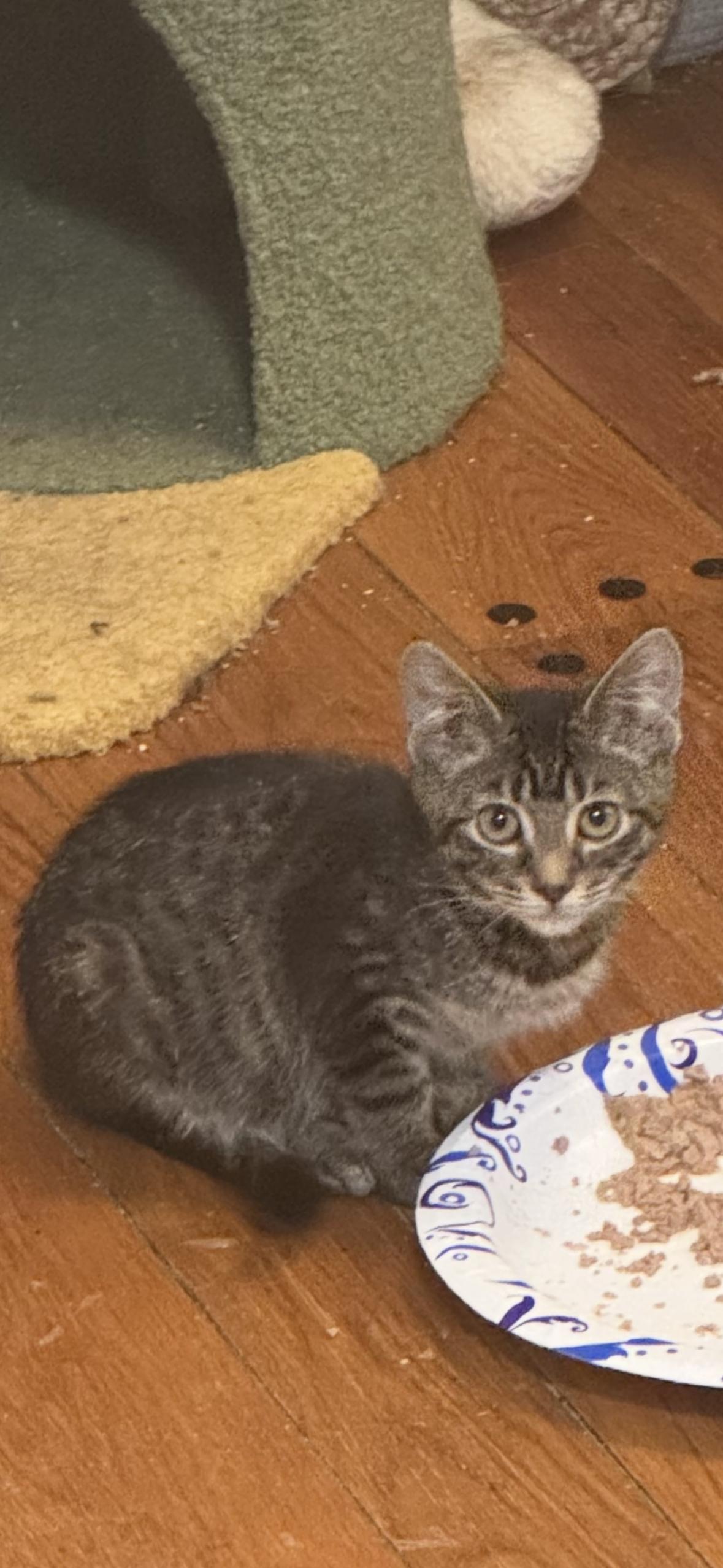 Enlarge June, a Adoptable Domestic Short Hair in Cuyahoga Falls, OH image 3/3