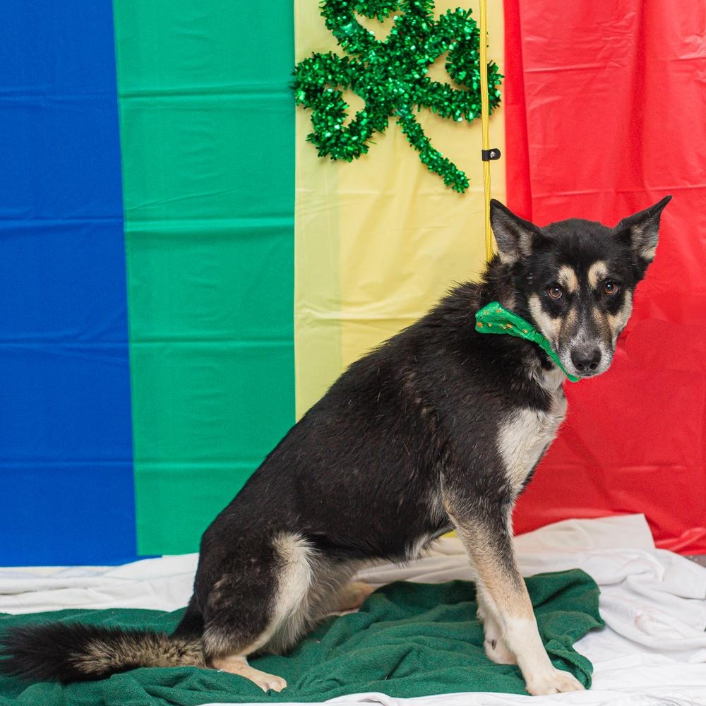 Kandy, a Adoptable mixed breed image 2/3