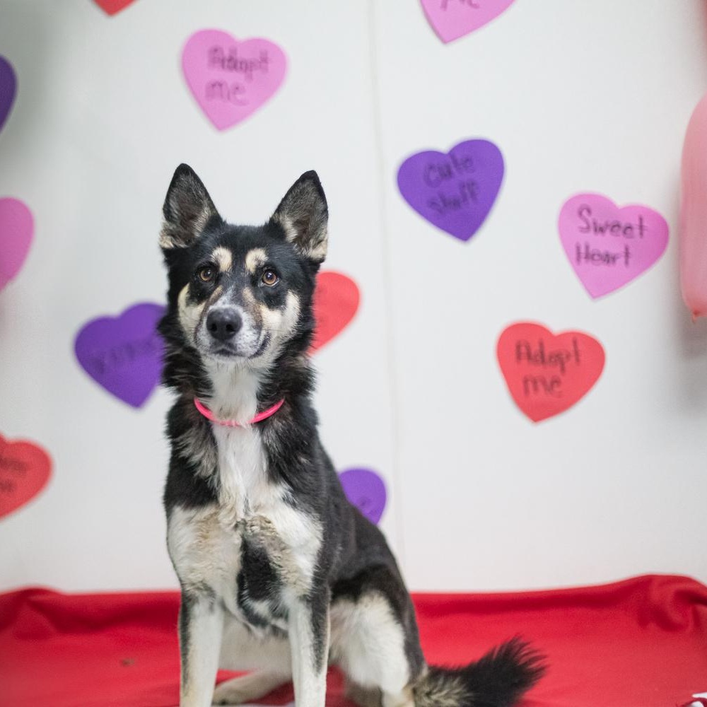 Kandy, a Adoptable mixed breed image 1/3