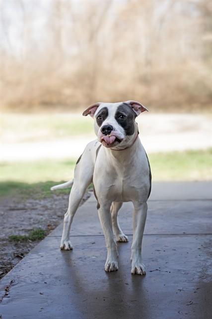 Enlarge TRITON, a Adoptable Pit Bull Terrier in Belleville, IL image 1/1