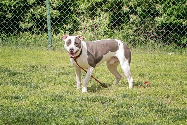 TRITON, Adoptable, Young Male Pit Bull Terrier.