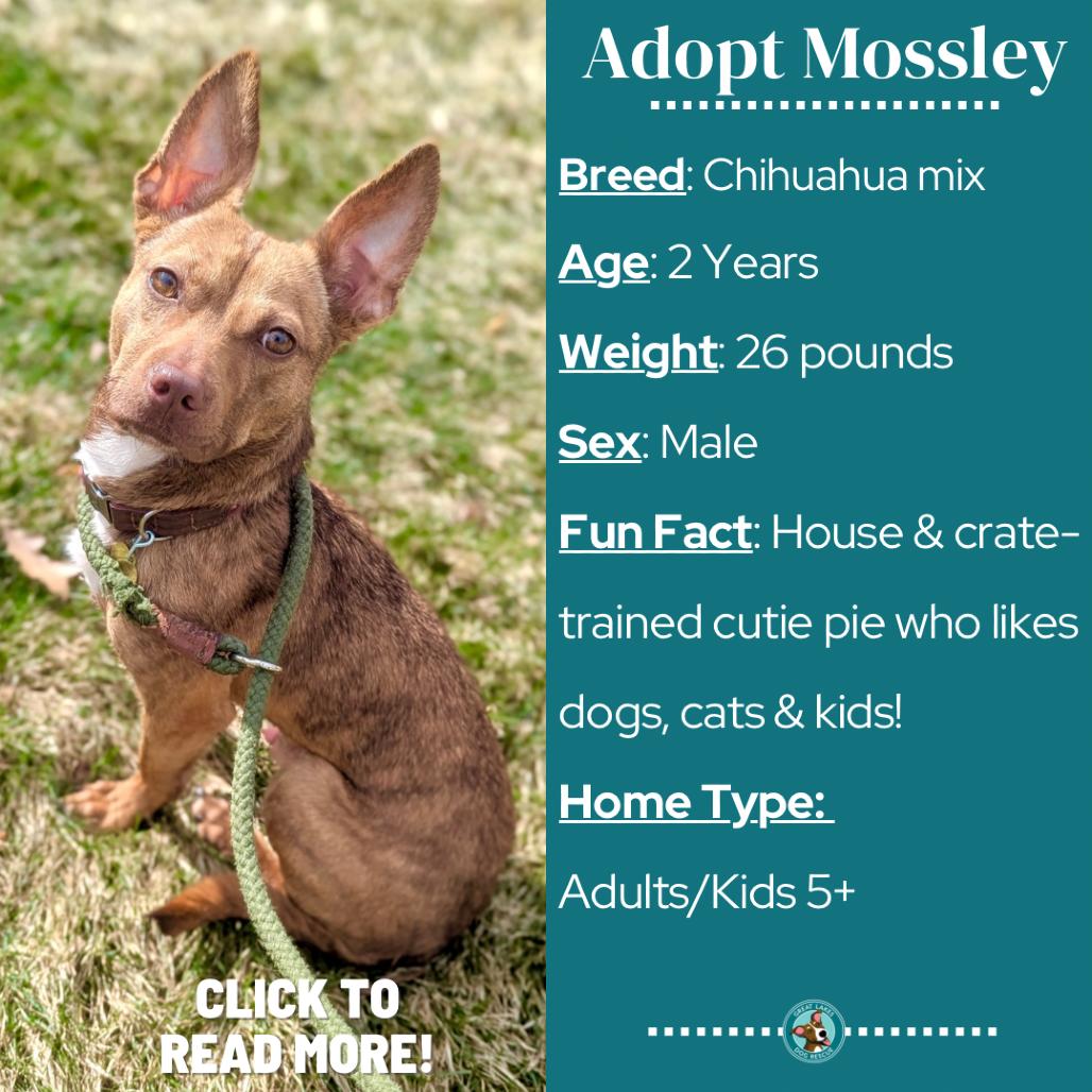 Mossley, Adoptable, Adult Male Chihuahua & Mixed Breed.