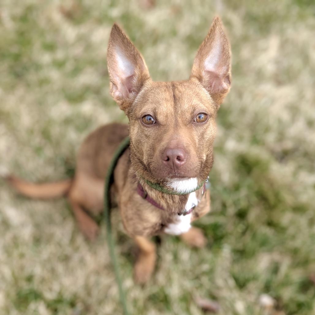 Enlarge Mossley, a Adoptable mixed breed in Metamora, MI image 4/6
