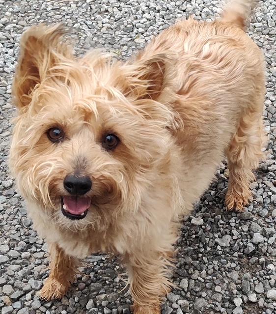 Tiffany, Adult Female Yorkshire Terrier