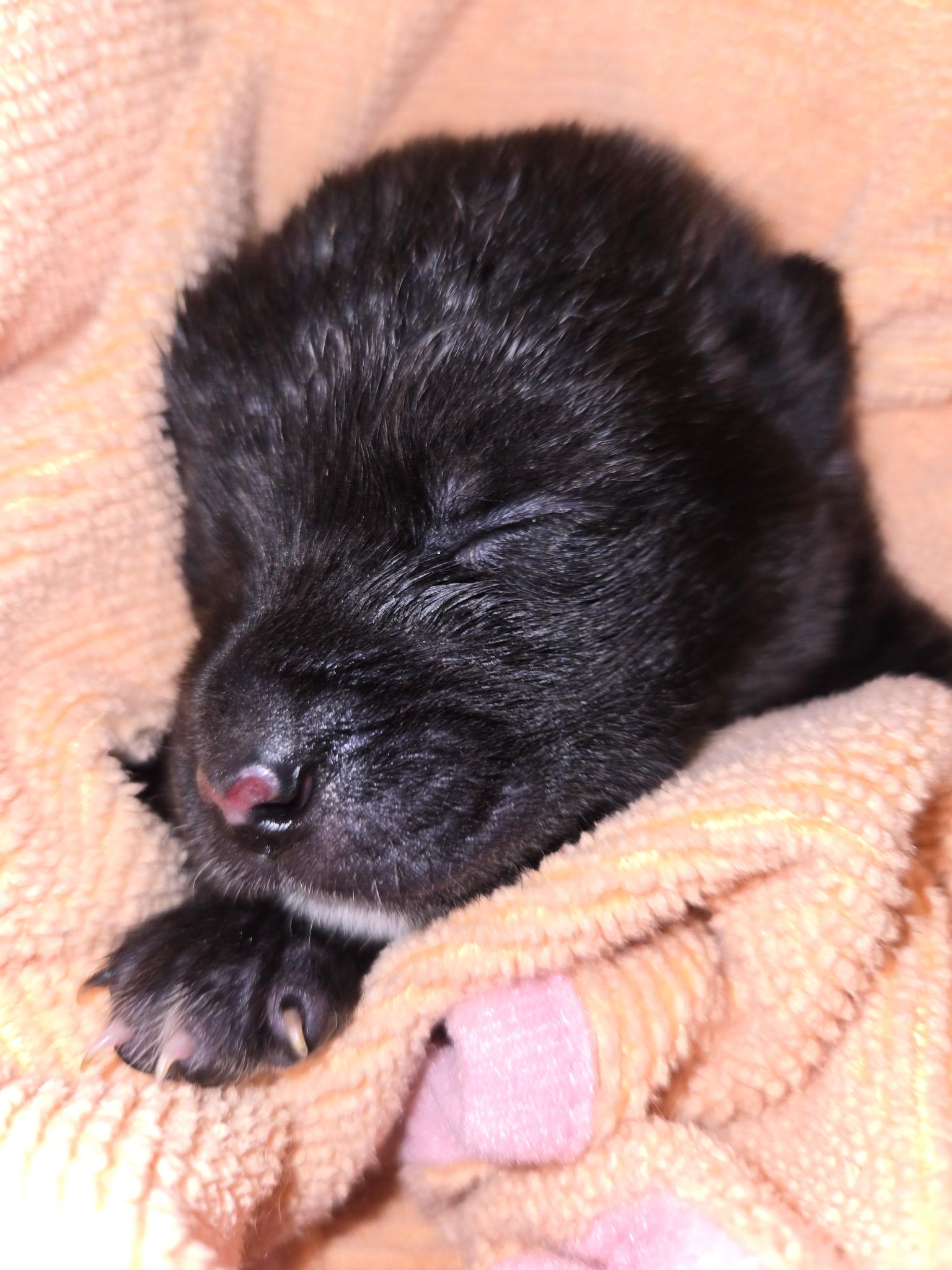 Enlarge Delta pup Baby, a Adoptable American Bulldog in Jerome, ID image 1/6