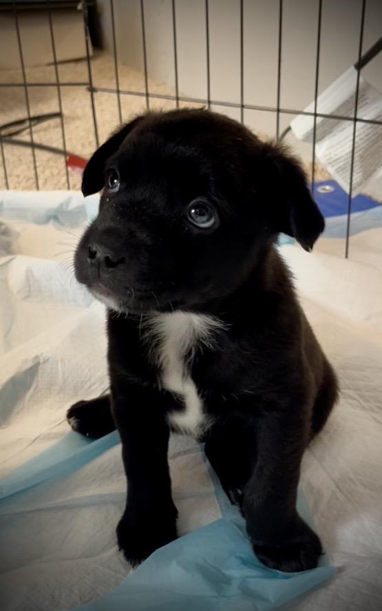 Benson fka baby Delta pup, Adoptable, Puppy Male American Bulldog.