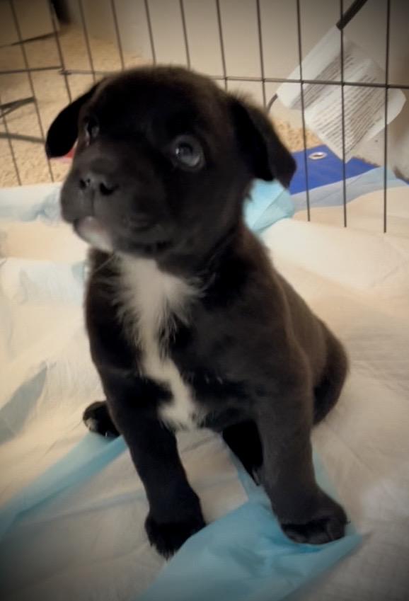 Benson fka baby Delta pup, a Adoptable American Bulldog in Jerome, ID image 2/6