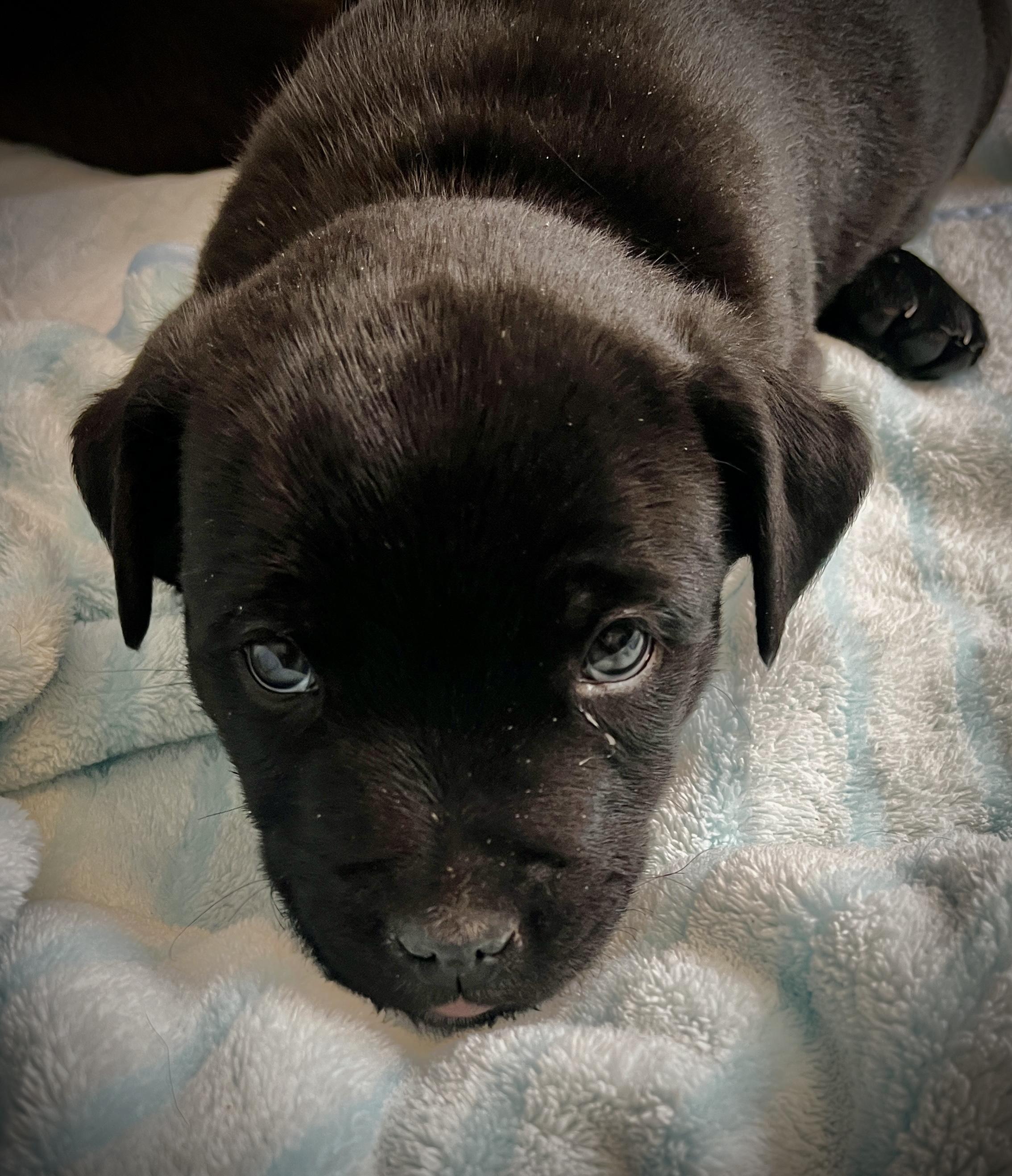 Benson fka baby Delta pup, a Adoptable American Bulldog in Jerome, ID image 3/6