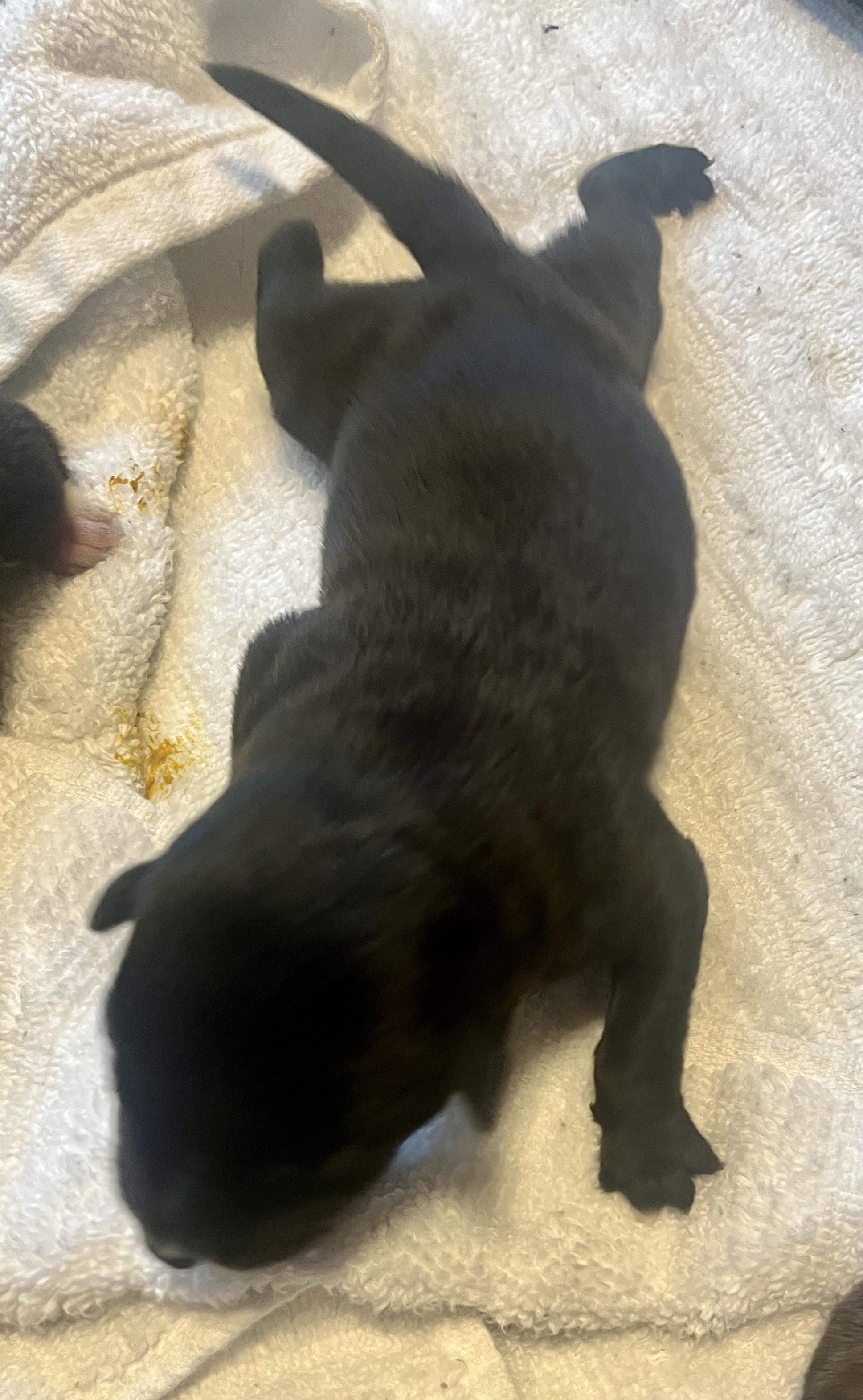 Enlarge Delta pup Baby, a Adoptable American Bulldog in Jerome, ID image 2/6