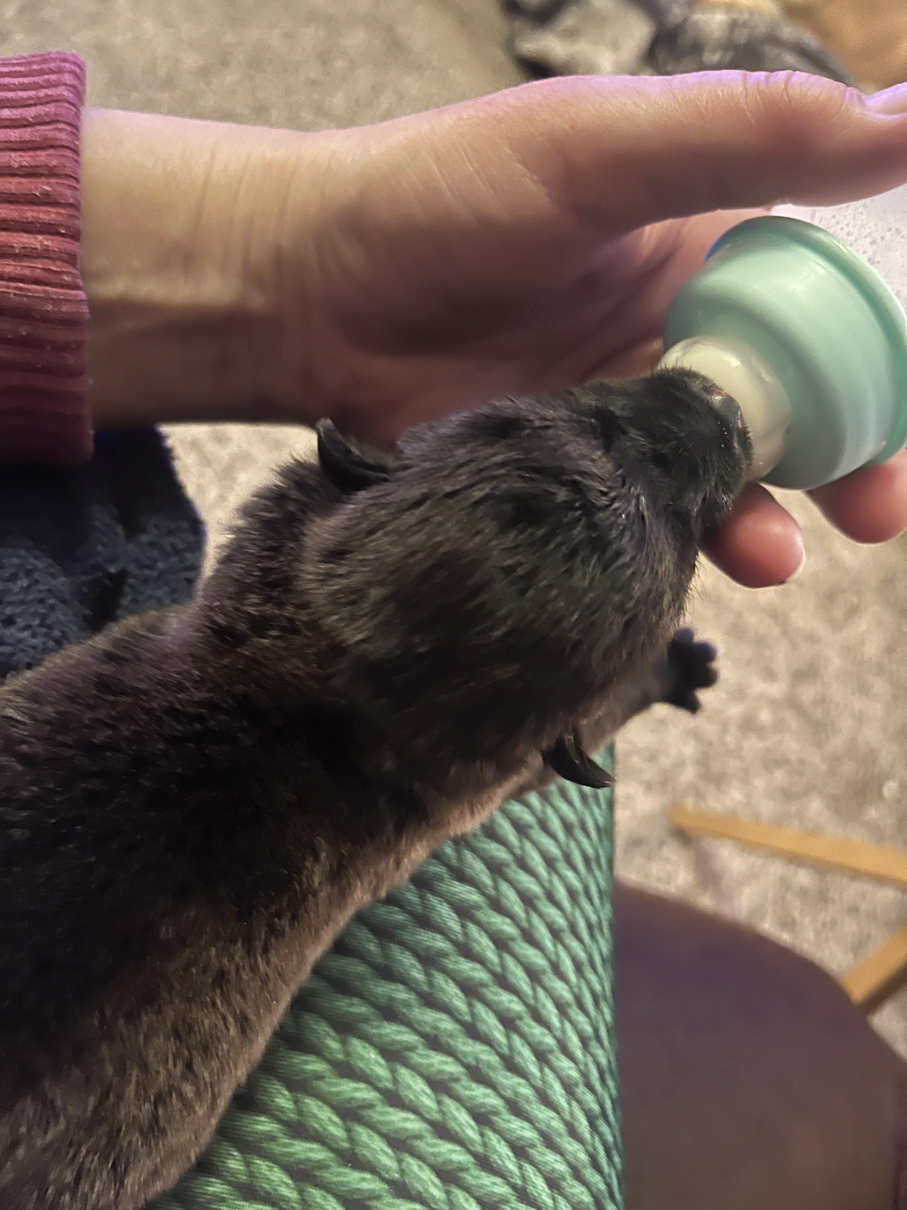 Enlarge Delta pup Baby, a Adoptable American Bulldog in Jerome, ID image 4/6