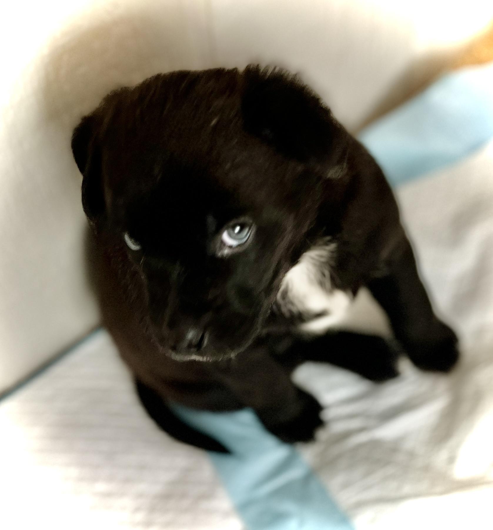 Benson fka baby Delta pup, a Adoptable American Bulldog in Jerome, ID image 4/6