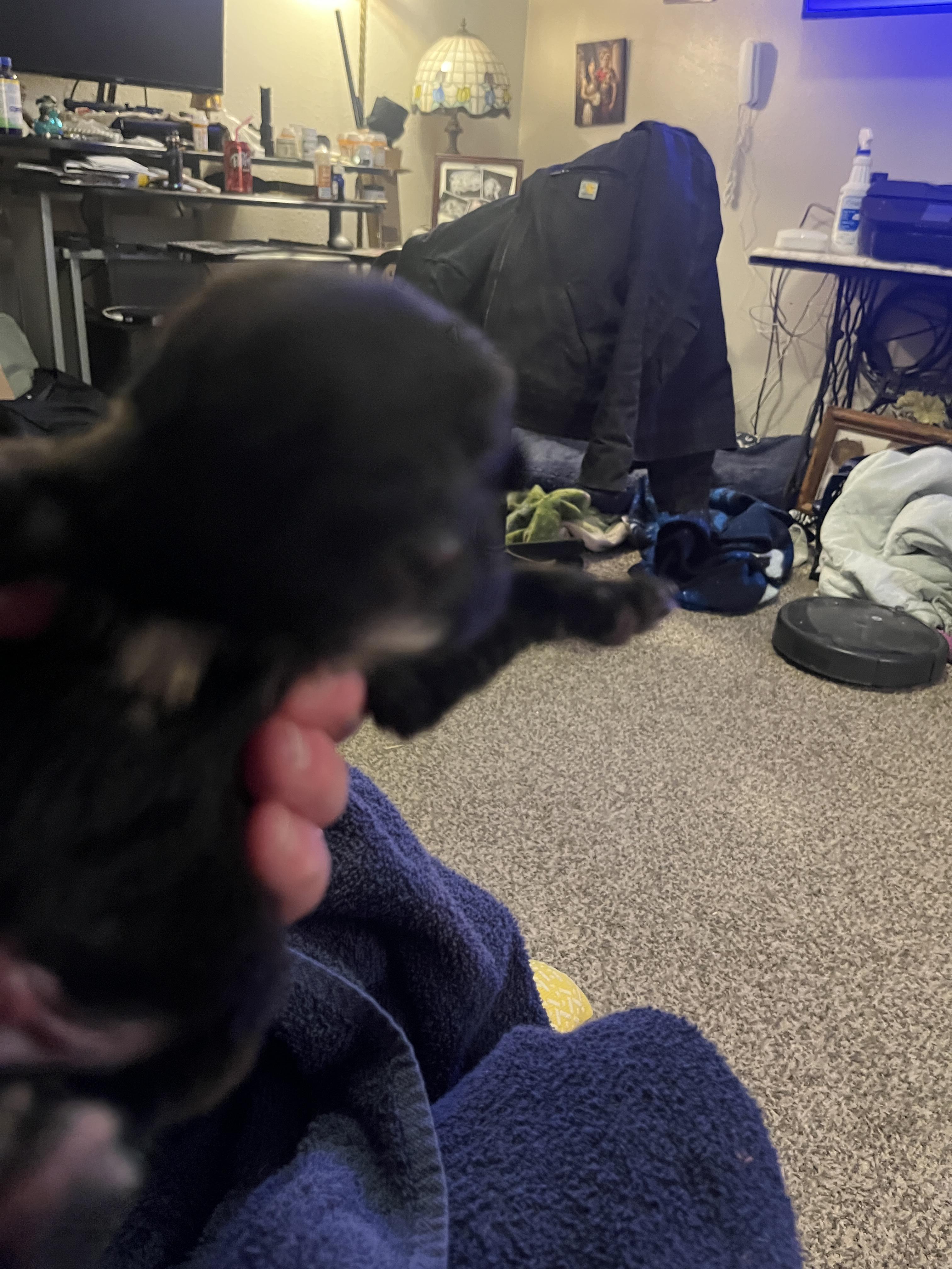 Enlarge Delta pup Baby, a Adoptable American Bulldog in Jerome, ID image 6/6