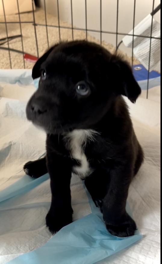 Benson fka baby Delta pup, a Adoptable American Bulldog in Jerome, ID image 5/6