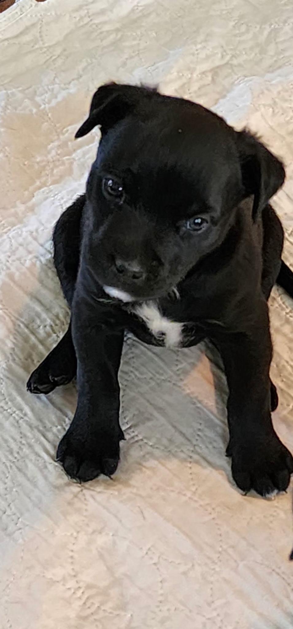 Benson fka baby Delta pup, a Adoptable American Bulldog in Jerome, ID image 6/6
