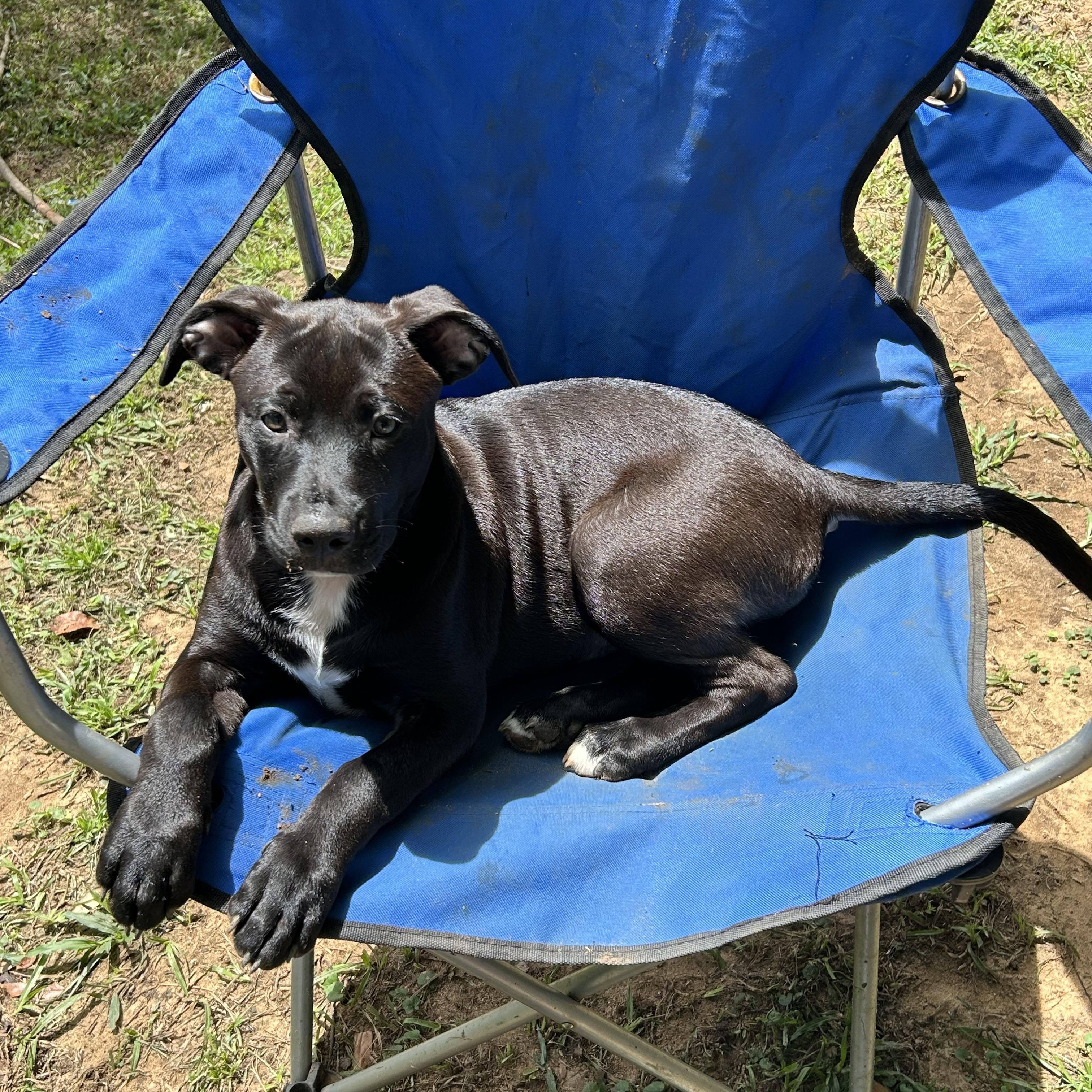 Tatiana, a Adoptable mixed breed in Tallahassee, FL image 1/4