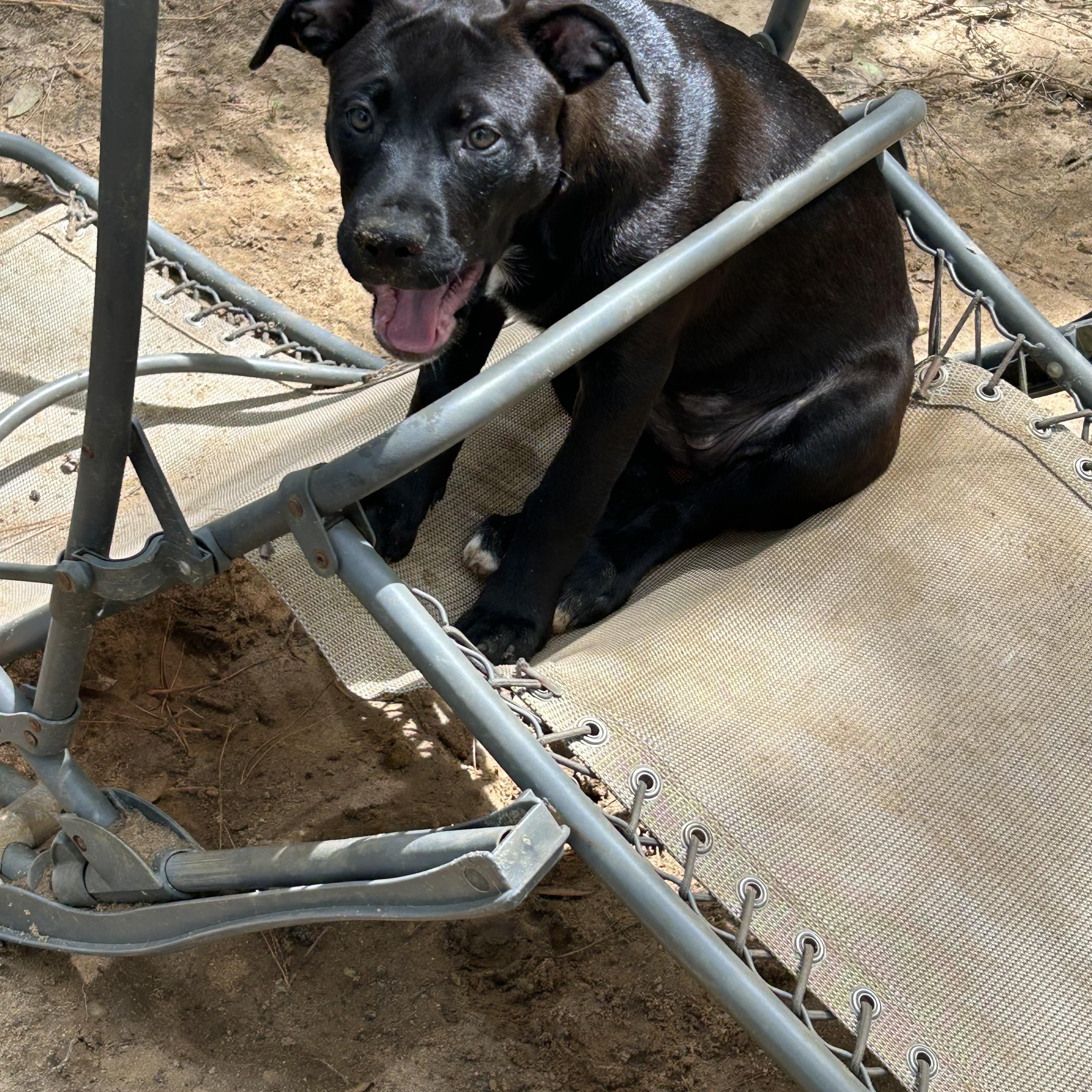 Tatiana, a Adoptable mixed breed in Tallahassee, FL image 2/4