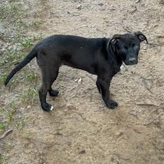 Tatiana, a Adoptable mixed breed in Tallahassee, FL image 3/4