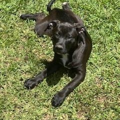 Tatiana, a Adoptable mixed breed in Tallahassee, FL image 4/4