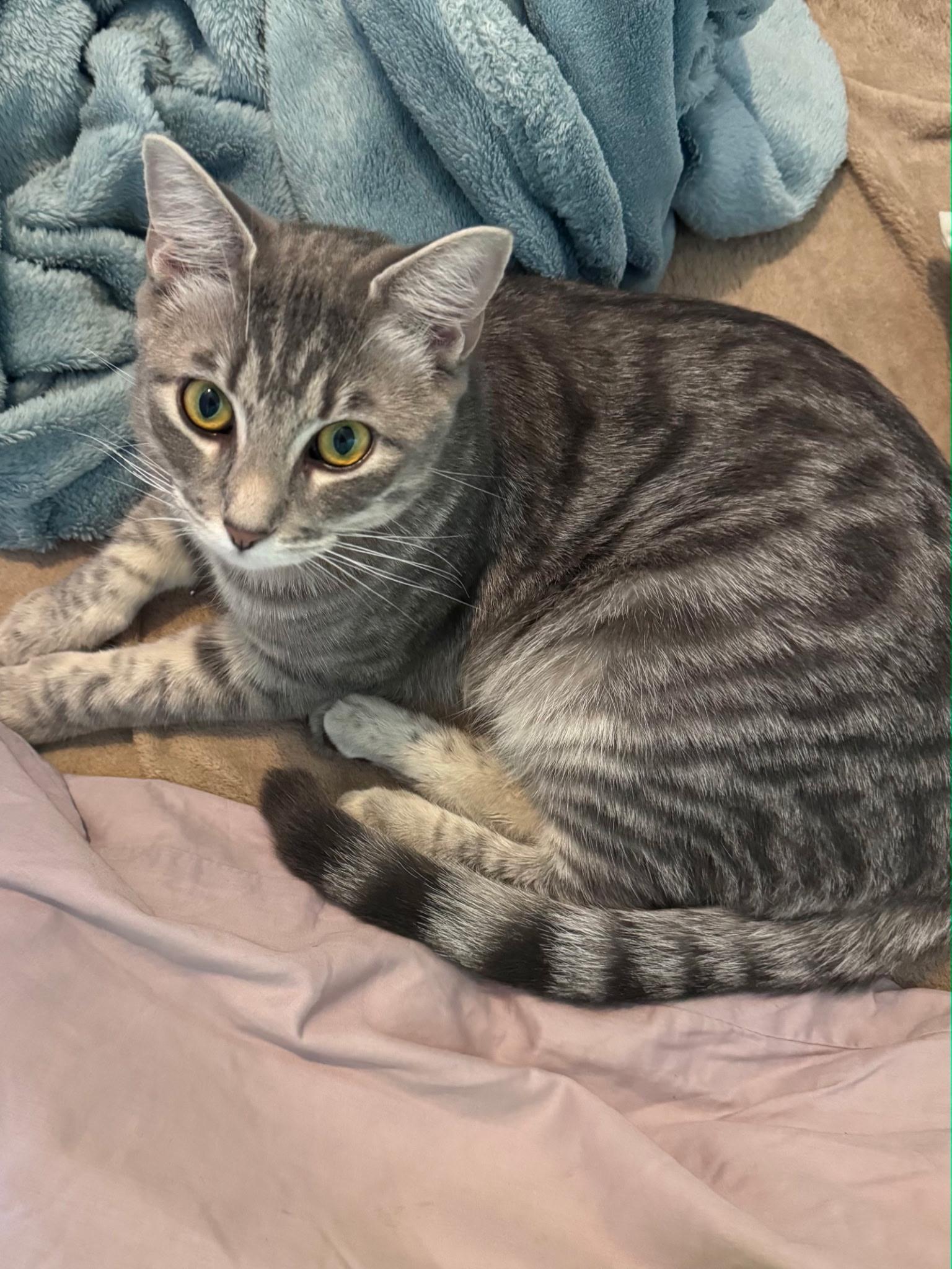 Clara, a ADOPTABLE American Shorthair in Springdale, AR image 2/3