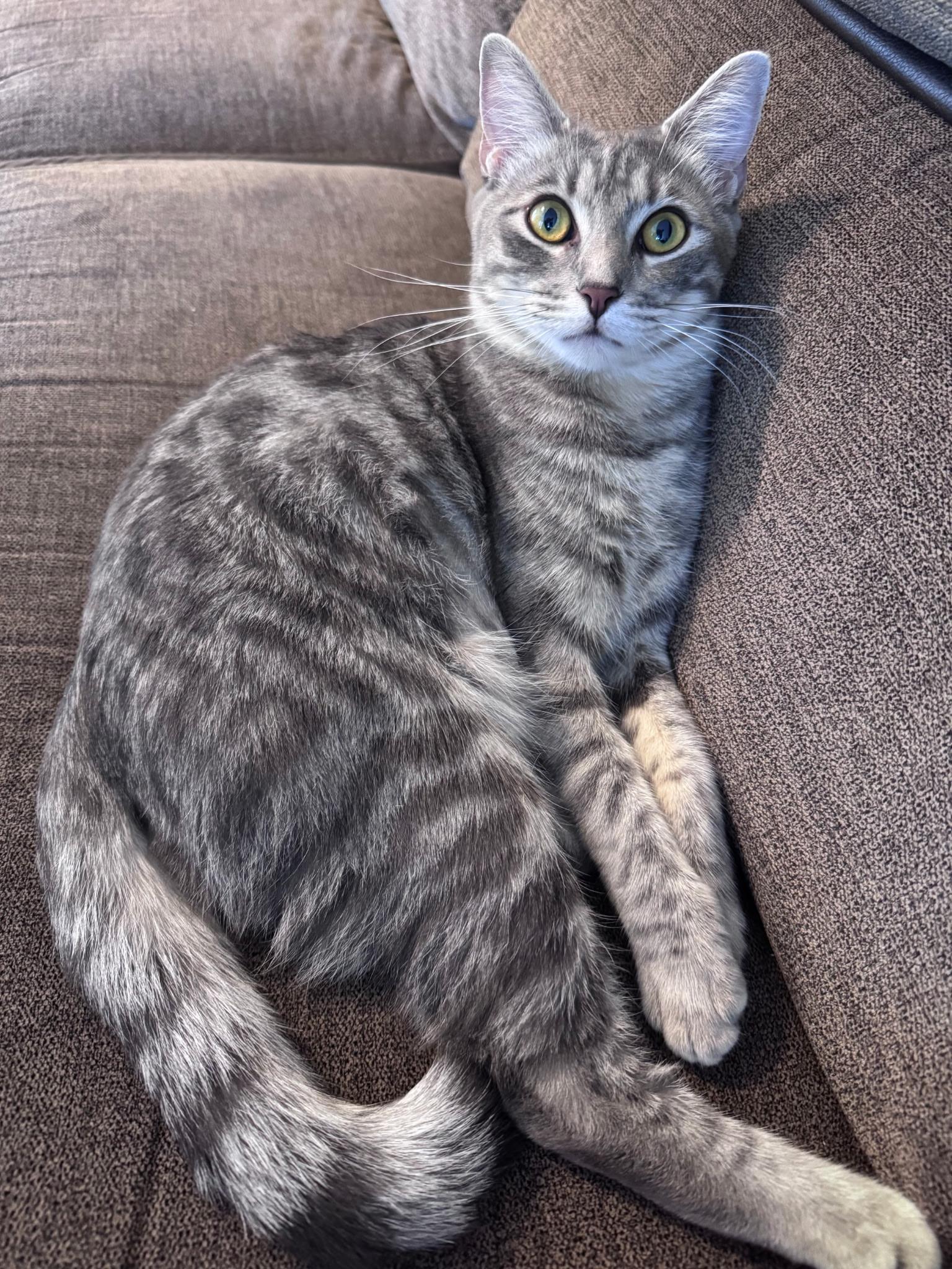 Enlarge Clara, a ADOPTABLE American Shorthair in Springdale, AR image 3/3