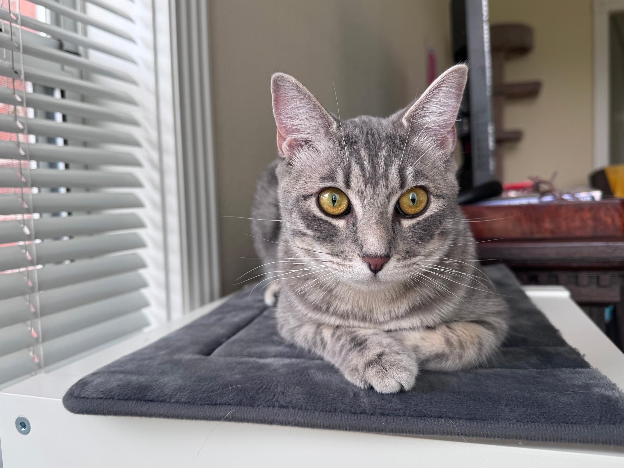 Clara, ADOPTABLE, Kitten Female American Shorthair.