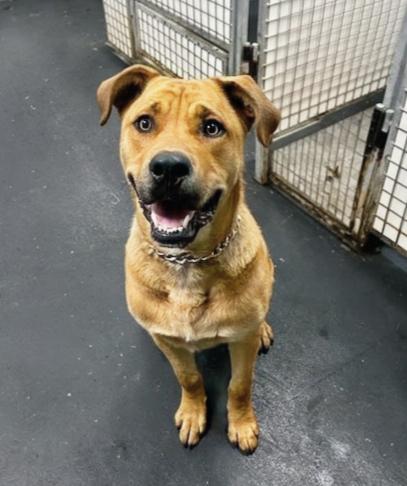 Enlarge Lucky, a Adoptable Mixed Breed in Huntington Beach, CA image 1/2