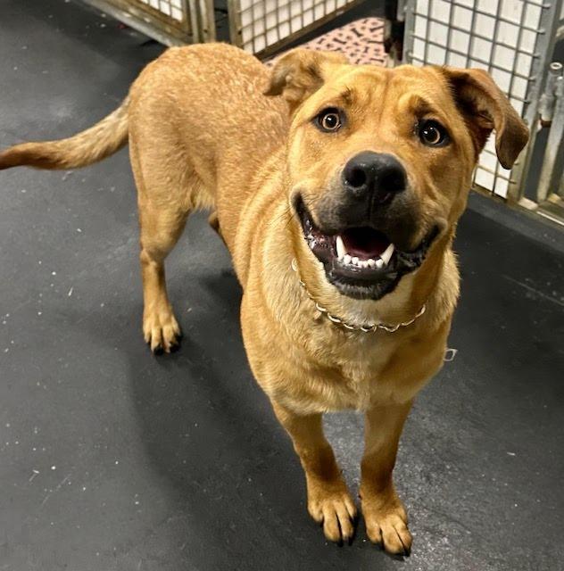 Enlarge Lucky, a Adoptable Mixed Breed in Huntington Beach, CA image 2/2