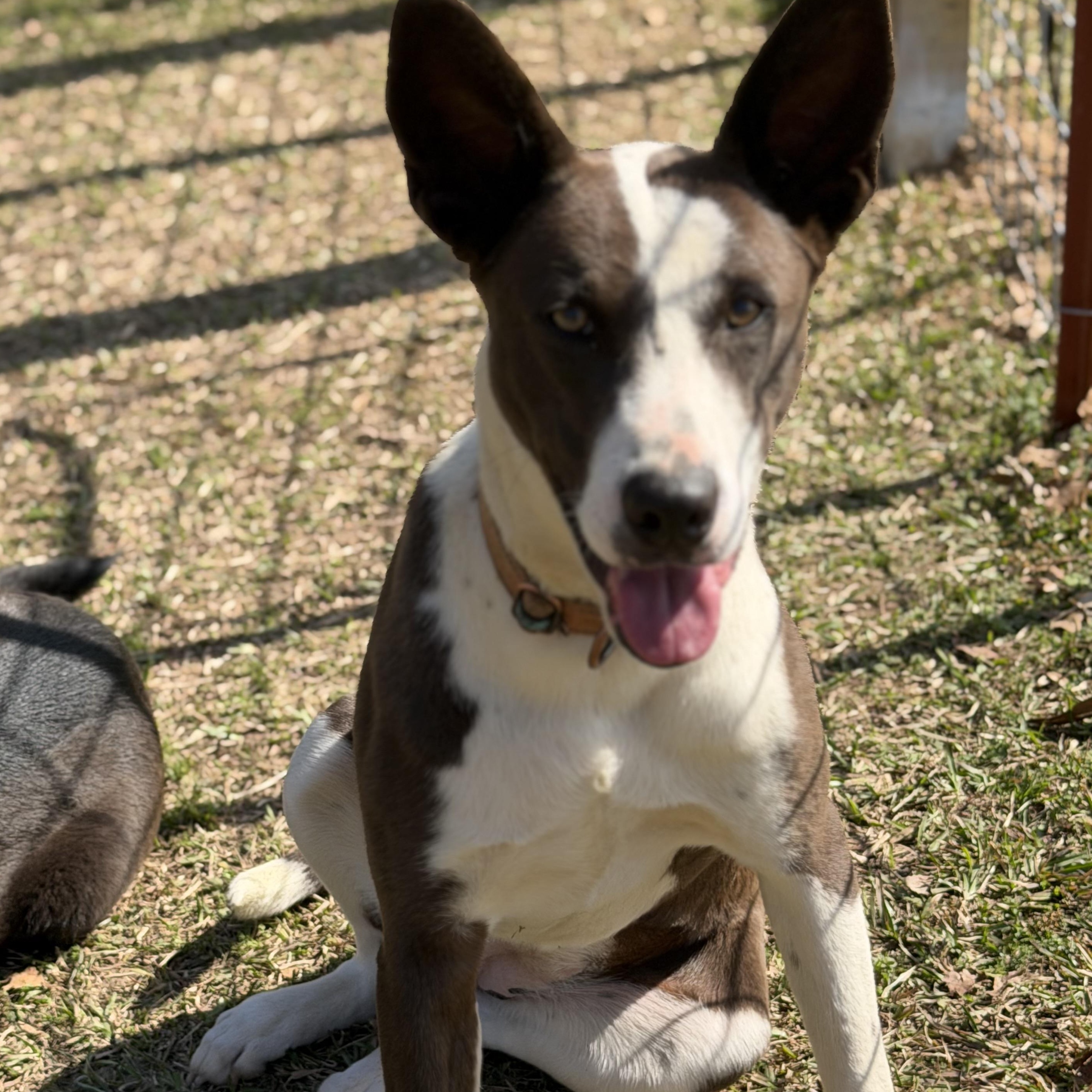 Enlarge Martha, a Adoptable mixed breed in Oglesby, IL image 5/5