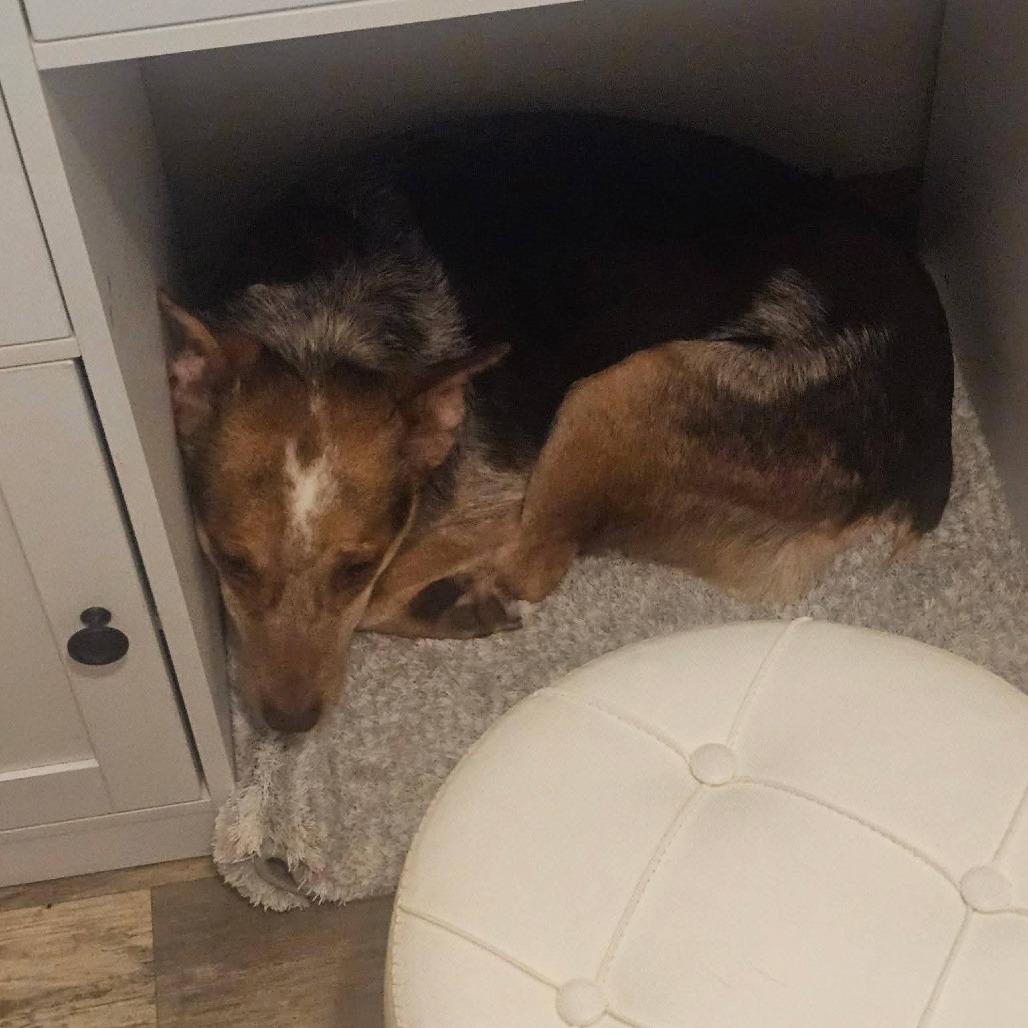 Enlarge Piper, a Adoptable mixed breed in Blair, WI image 2/6