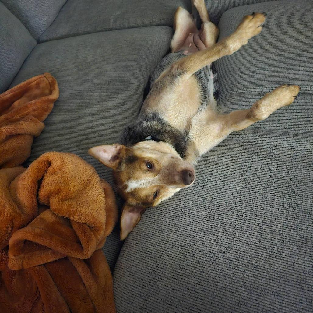 Enlarge Piper, a Adoptable mixed breed in Blair, WI image 4/6